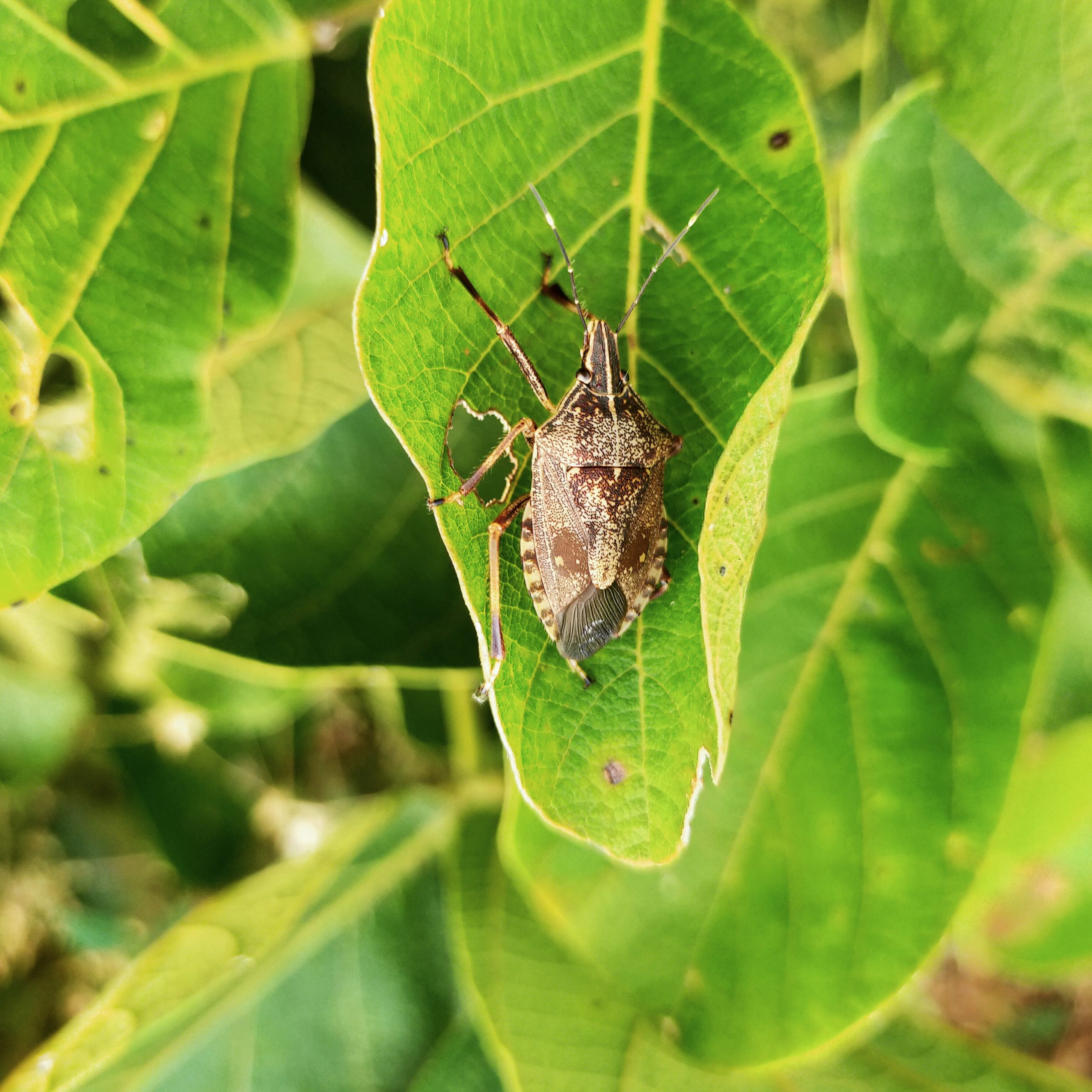 Insect on the leaf