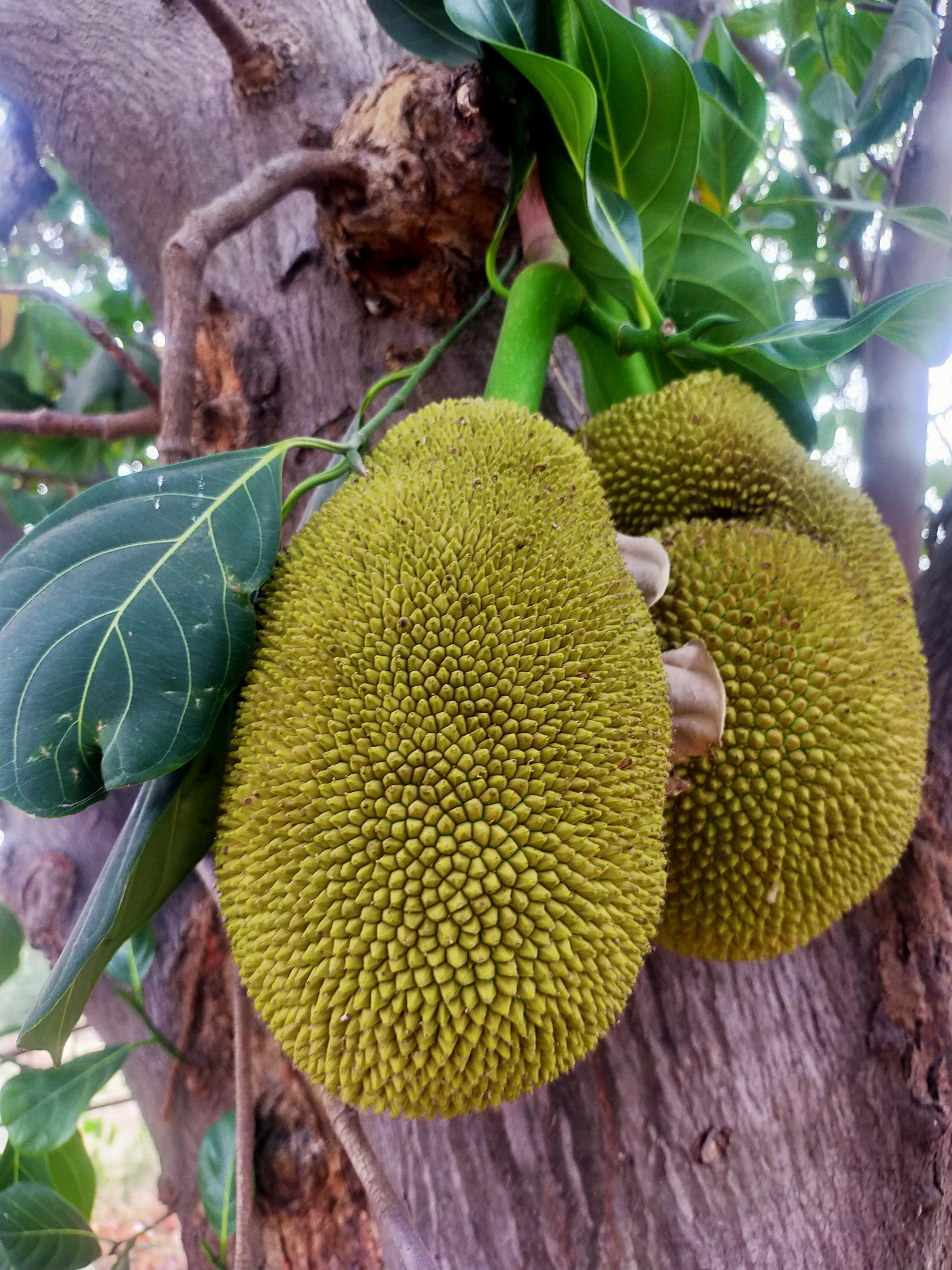 Jackfruit on plant