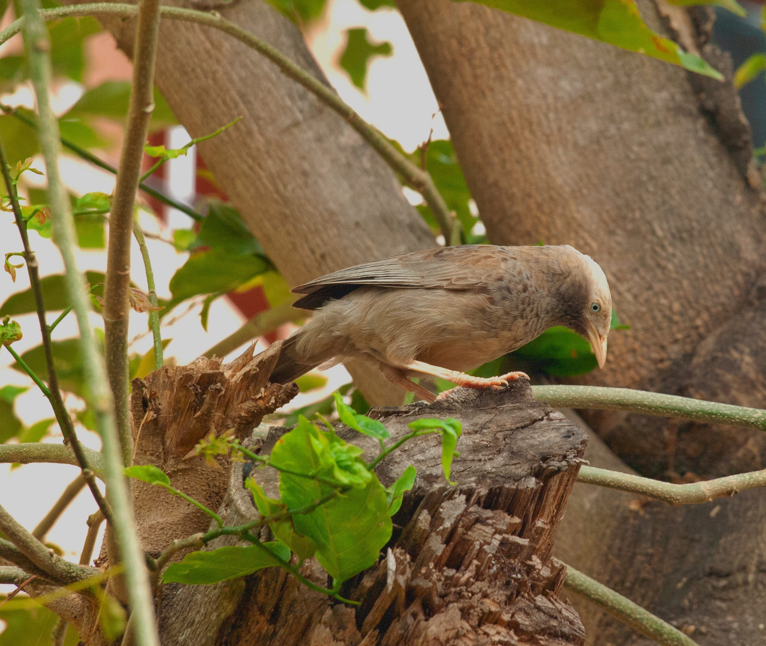 Jungle babbler on a tree