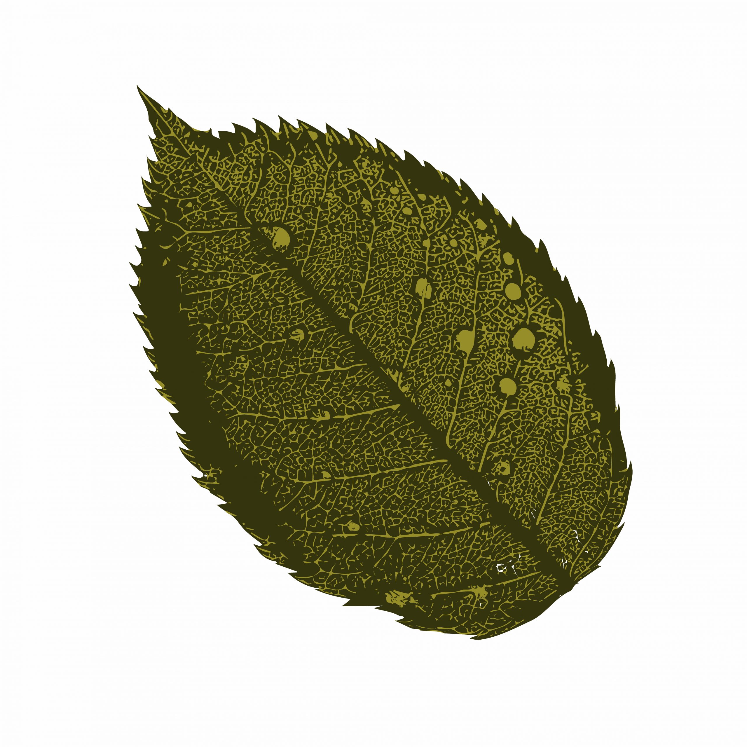 Leaf Illustration