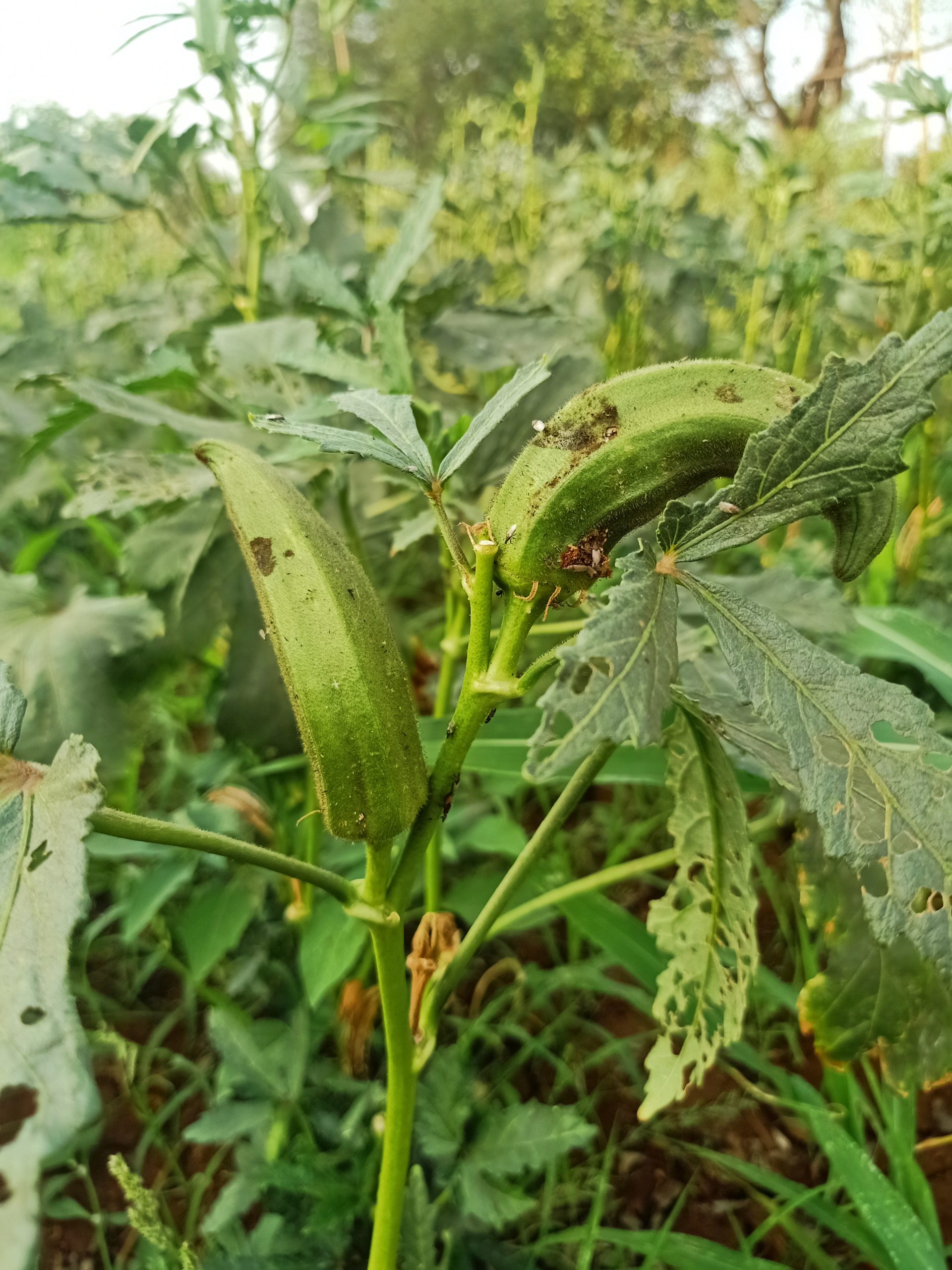 Ladyfingers on green plant
