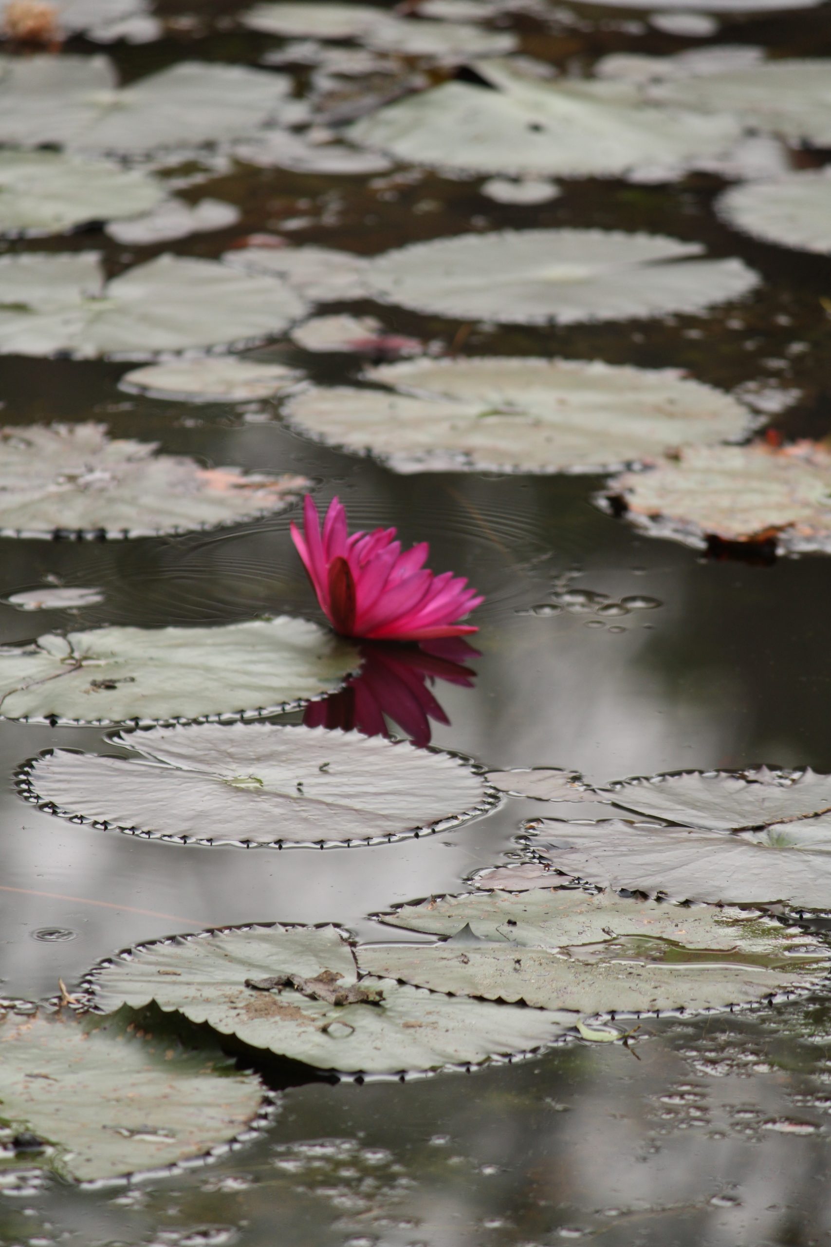 Lilly flower in the pond.