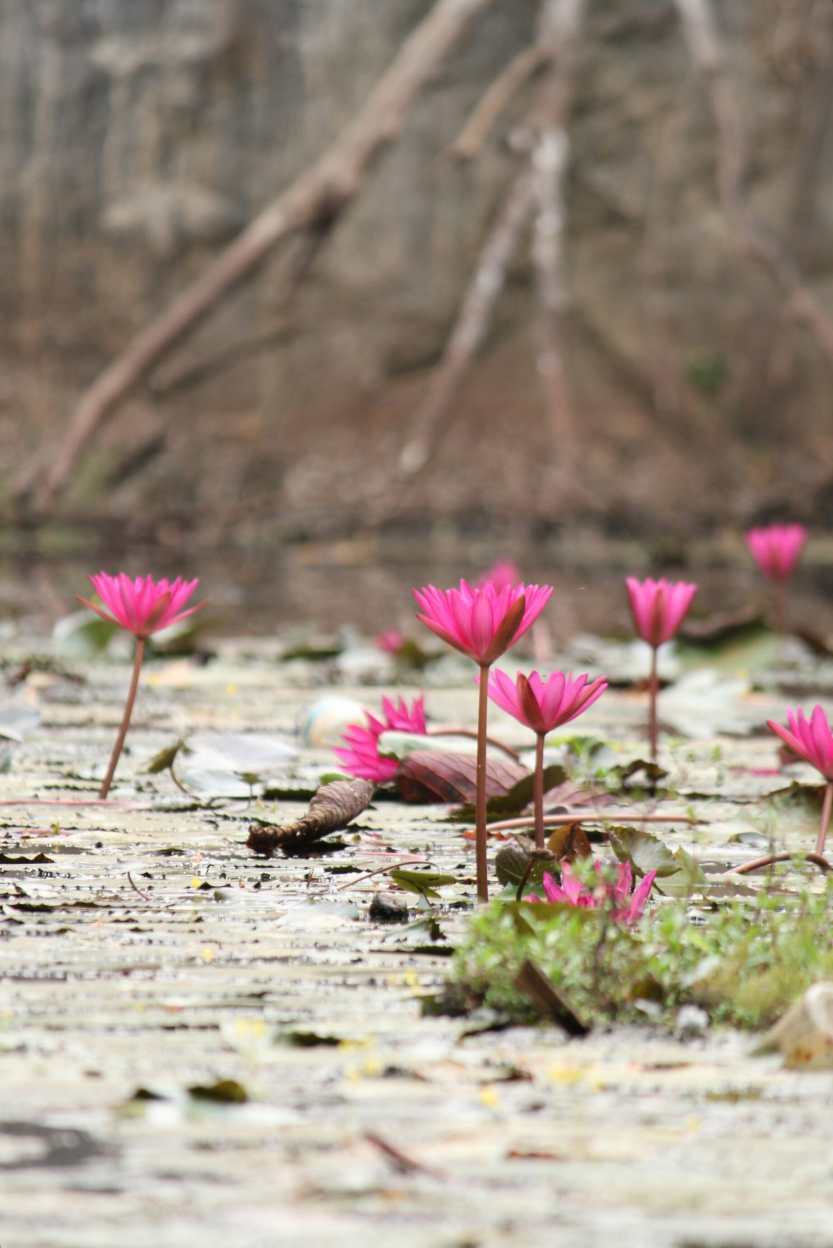 Lilly flower in pond