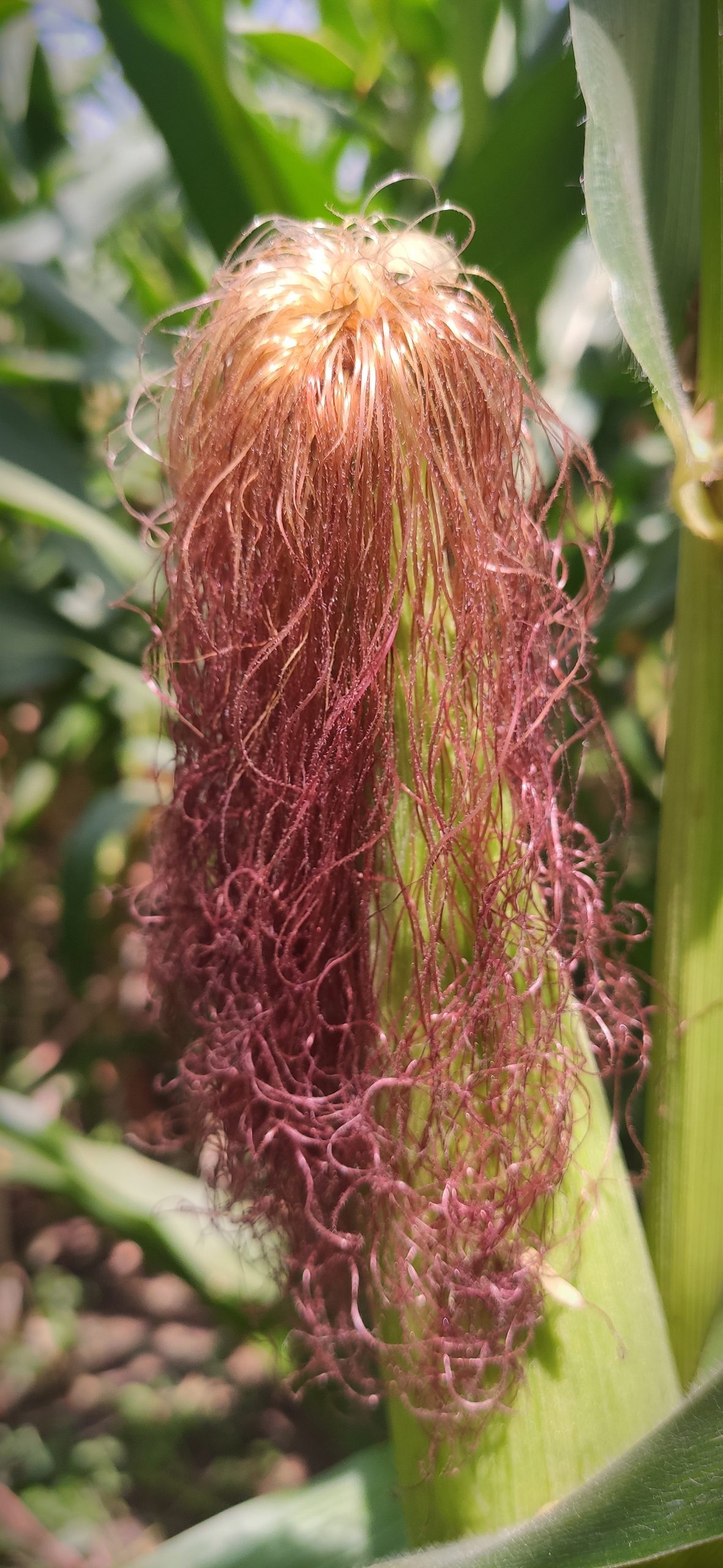 Maize silks on plant