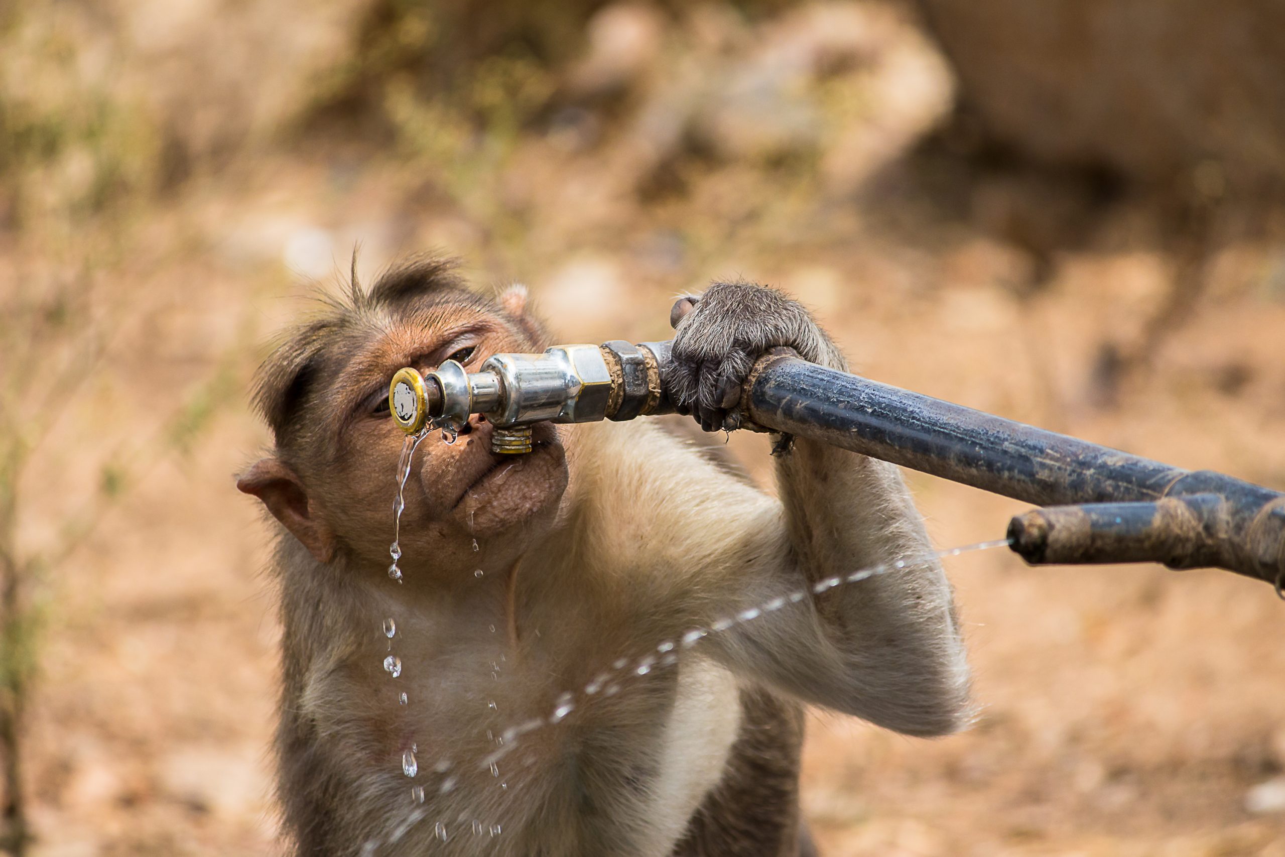 Monkey Drinking Water through water tap