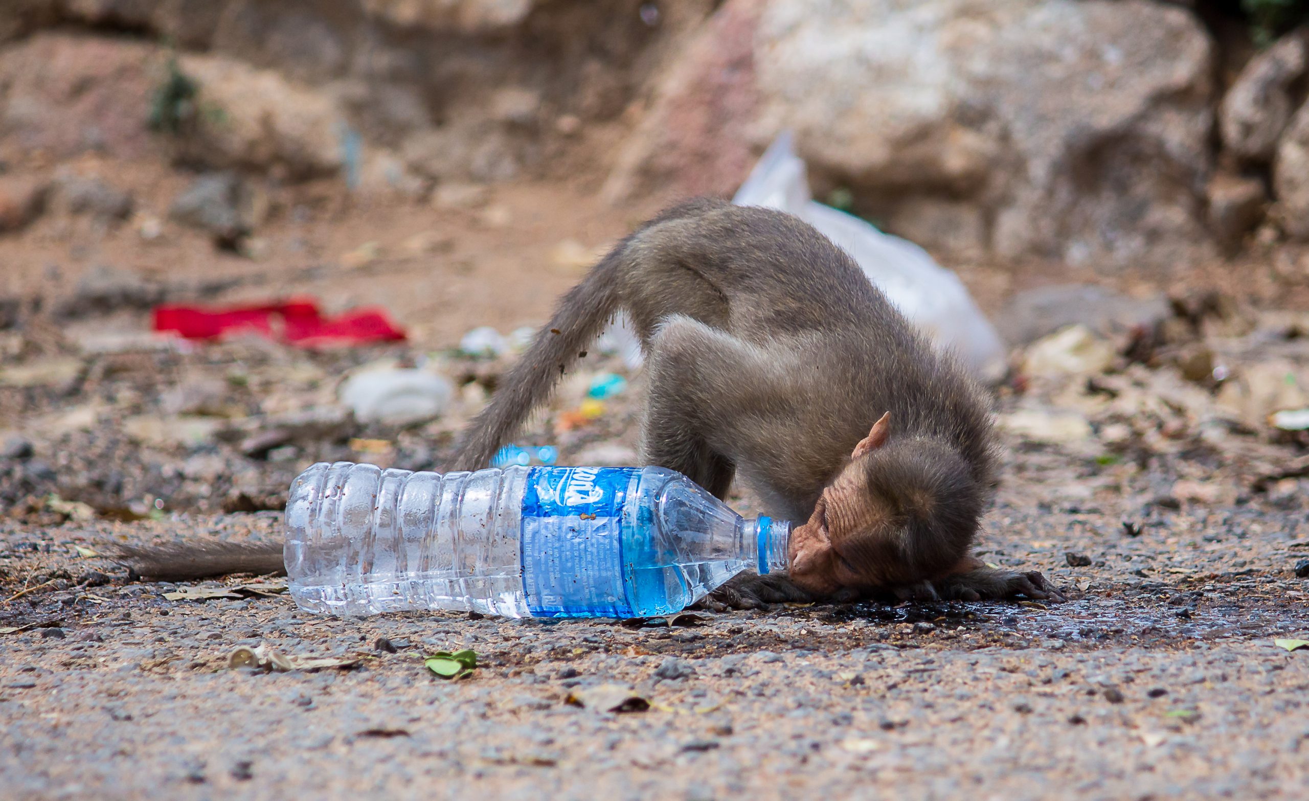 Monkey Drinking Water from the bottle