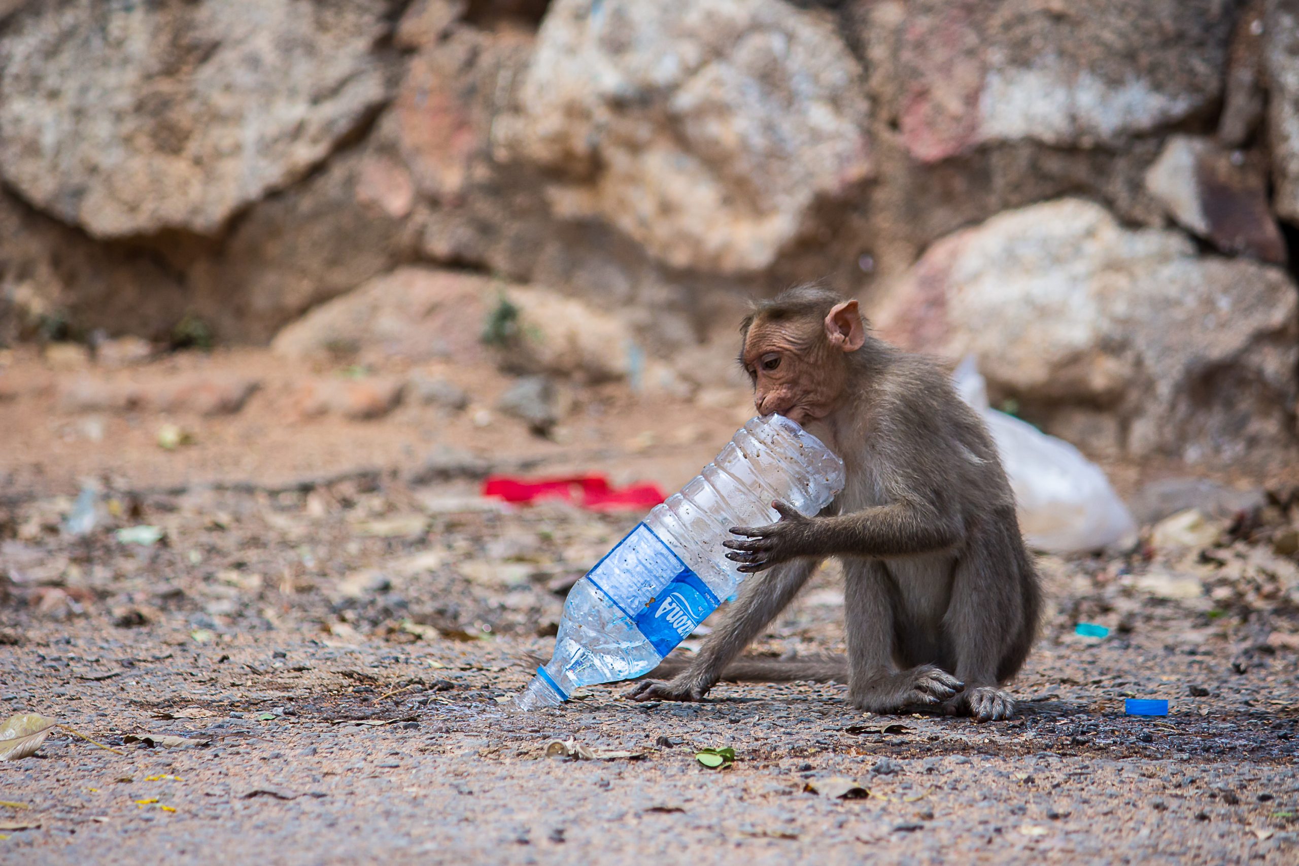 A monkey biting a plastic bottle