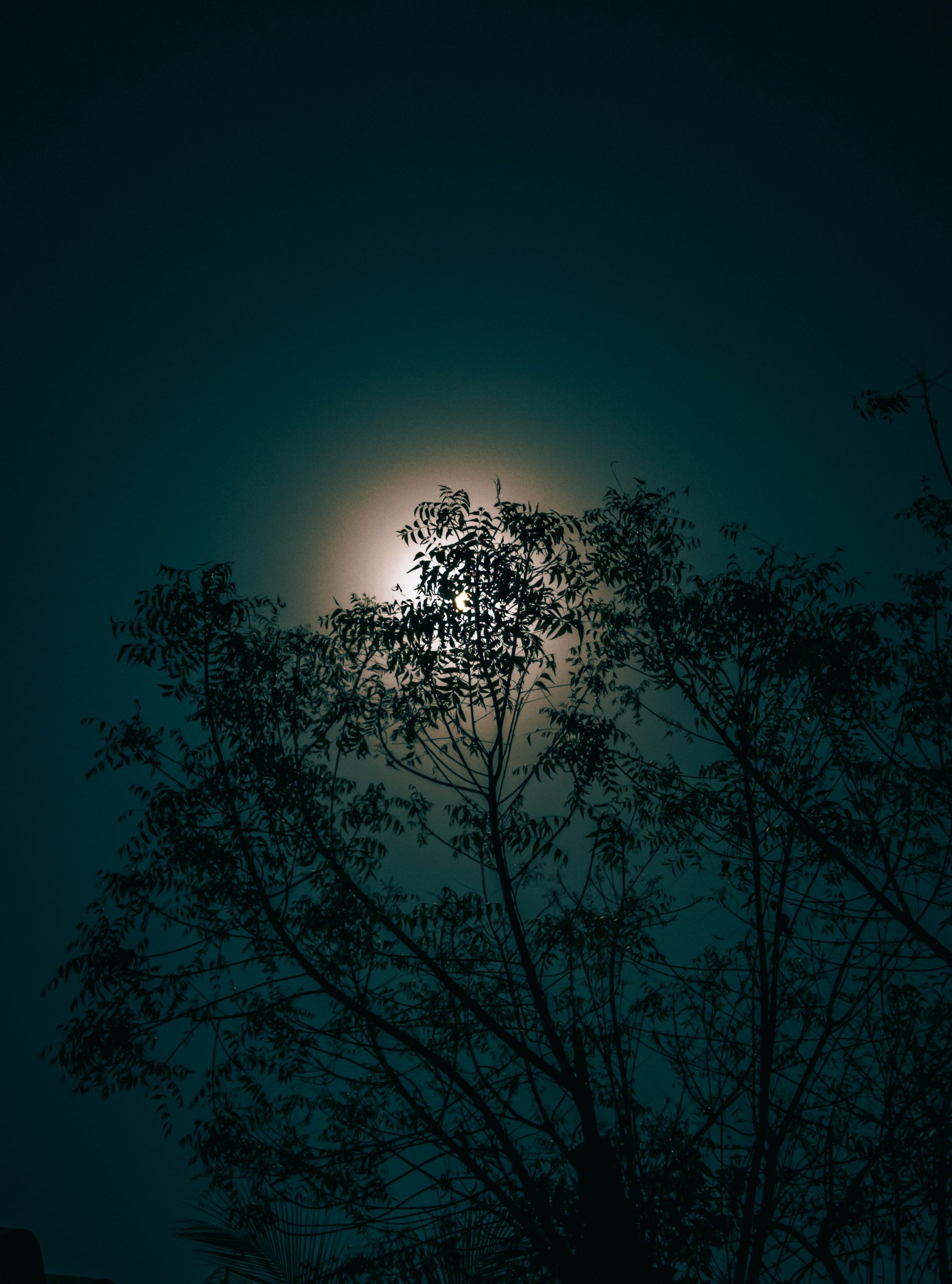 Moon behind a tree