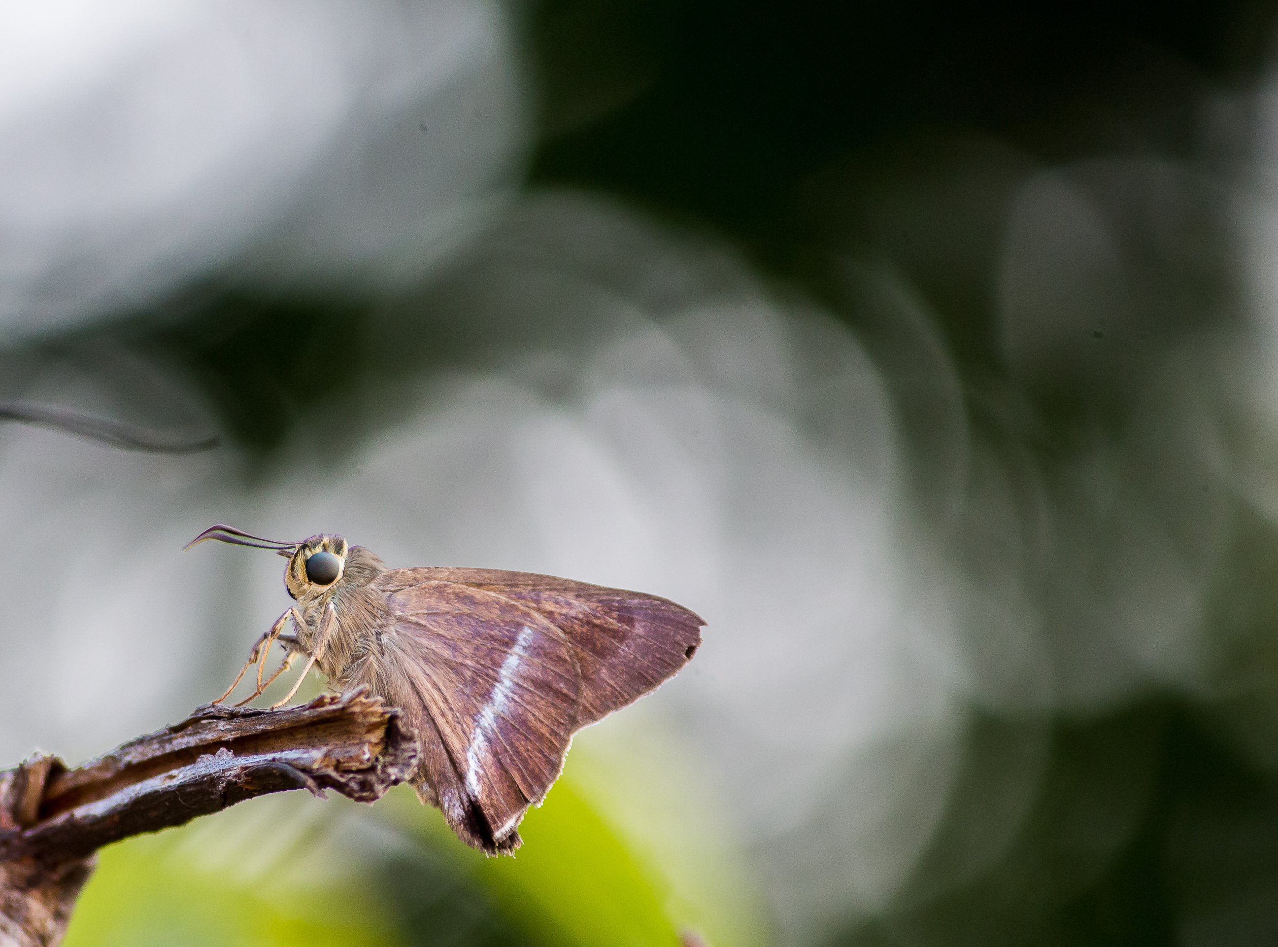 Moth sitting on twig