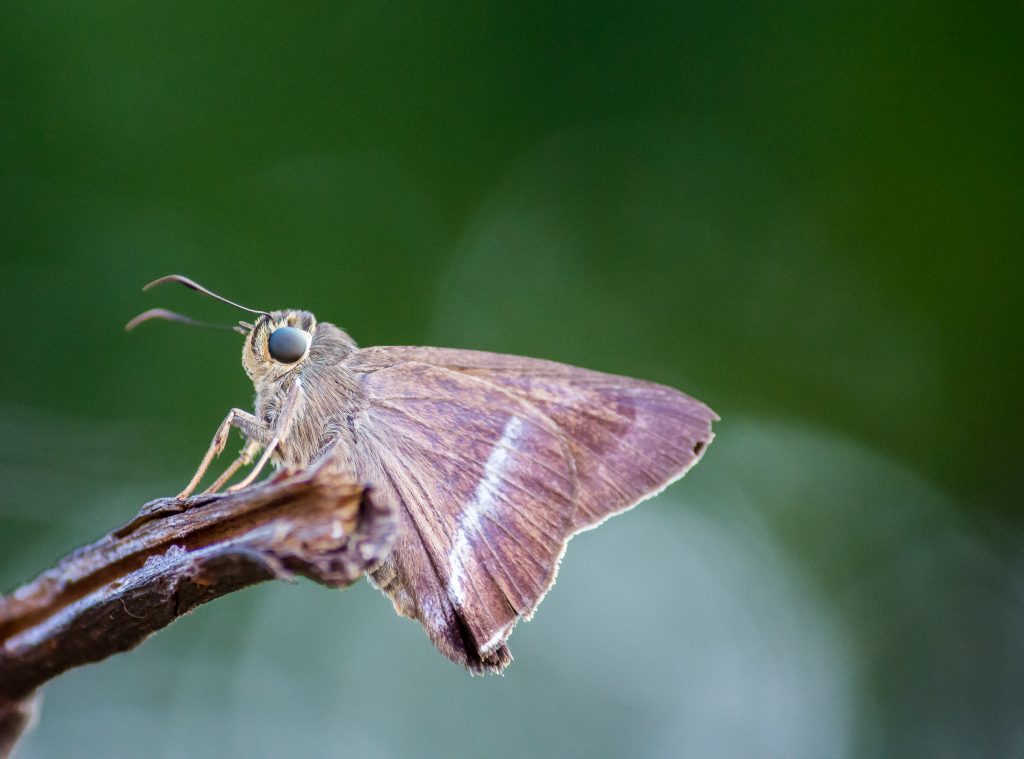 Moth Sitting on the Twig PixaHive