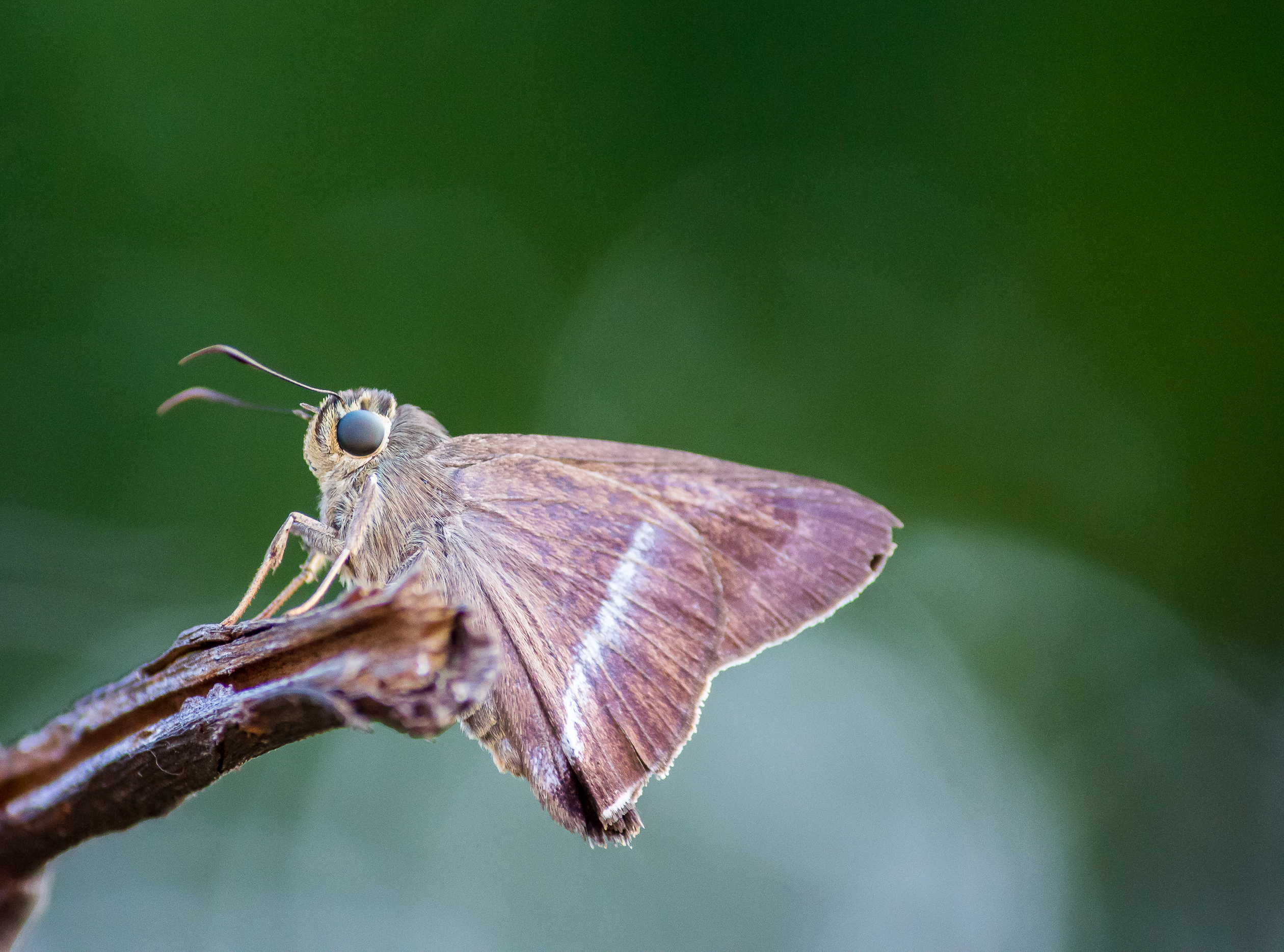 Moth Sitting on the Twig