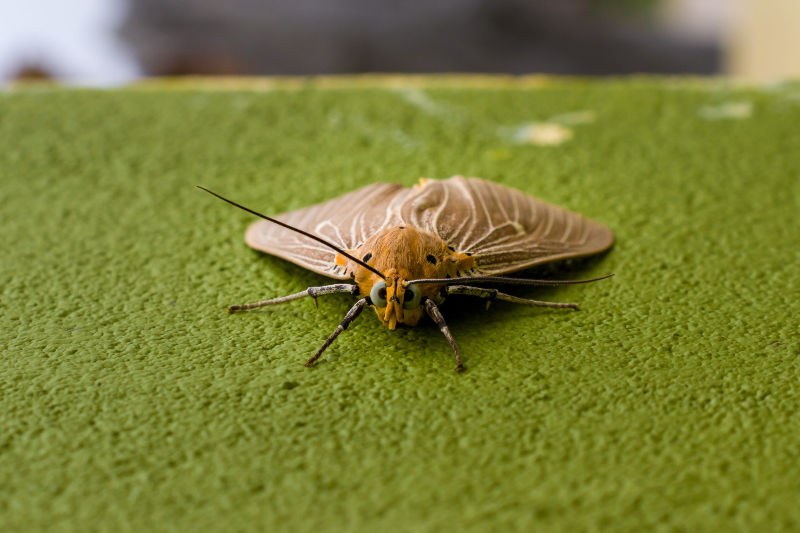 Moth on wall