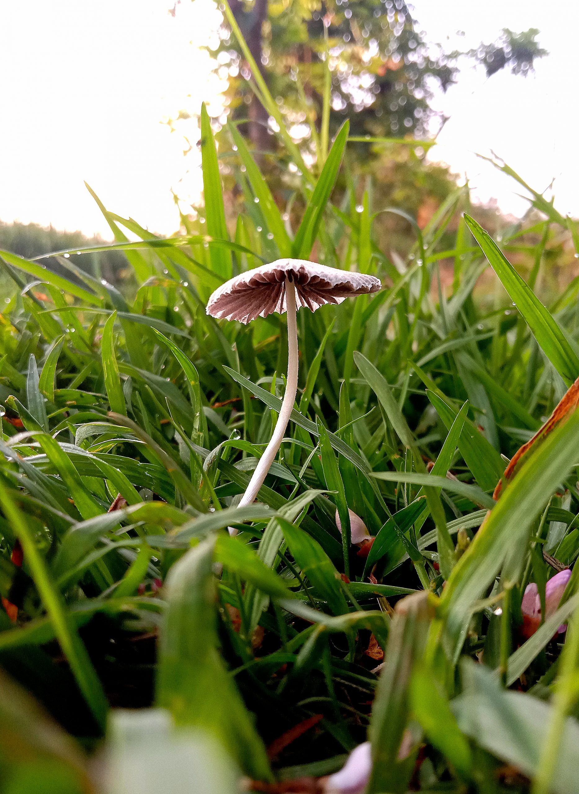 Mushroom growing in grass