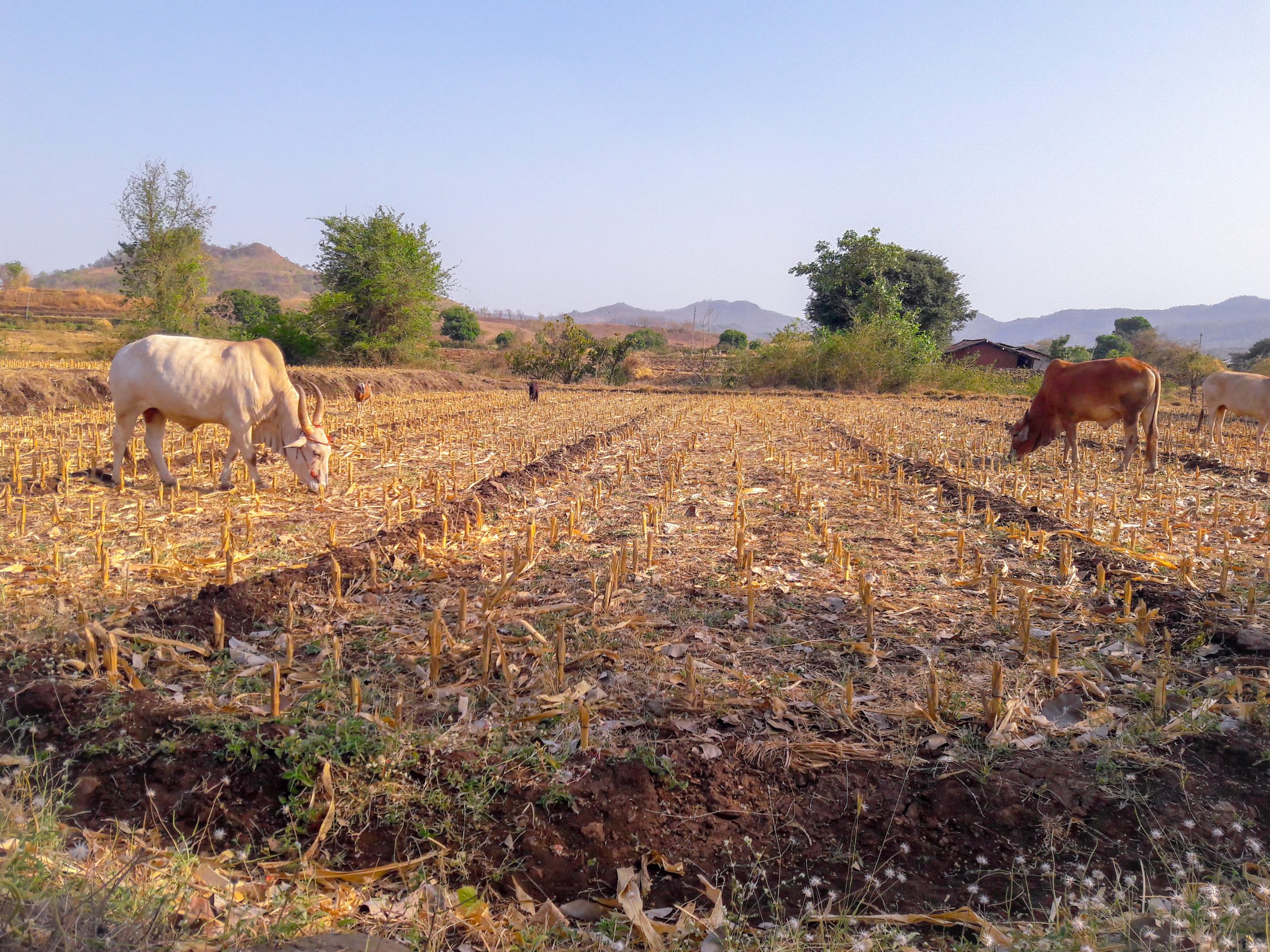 Oxen grazing in a field