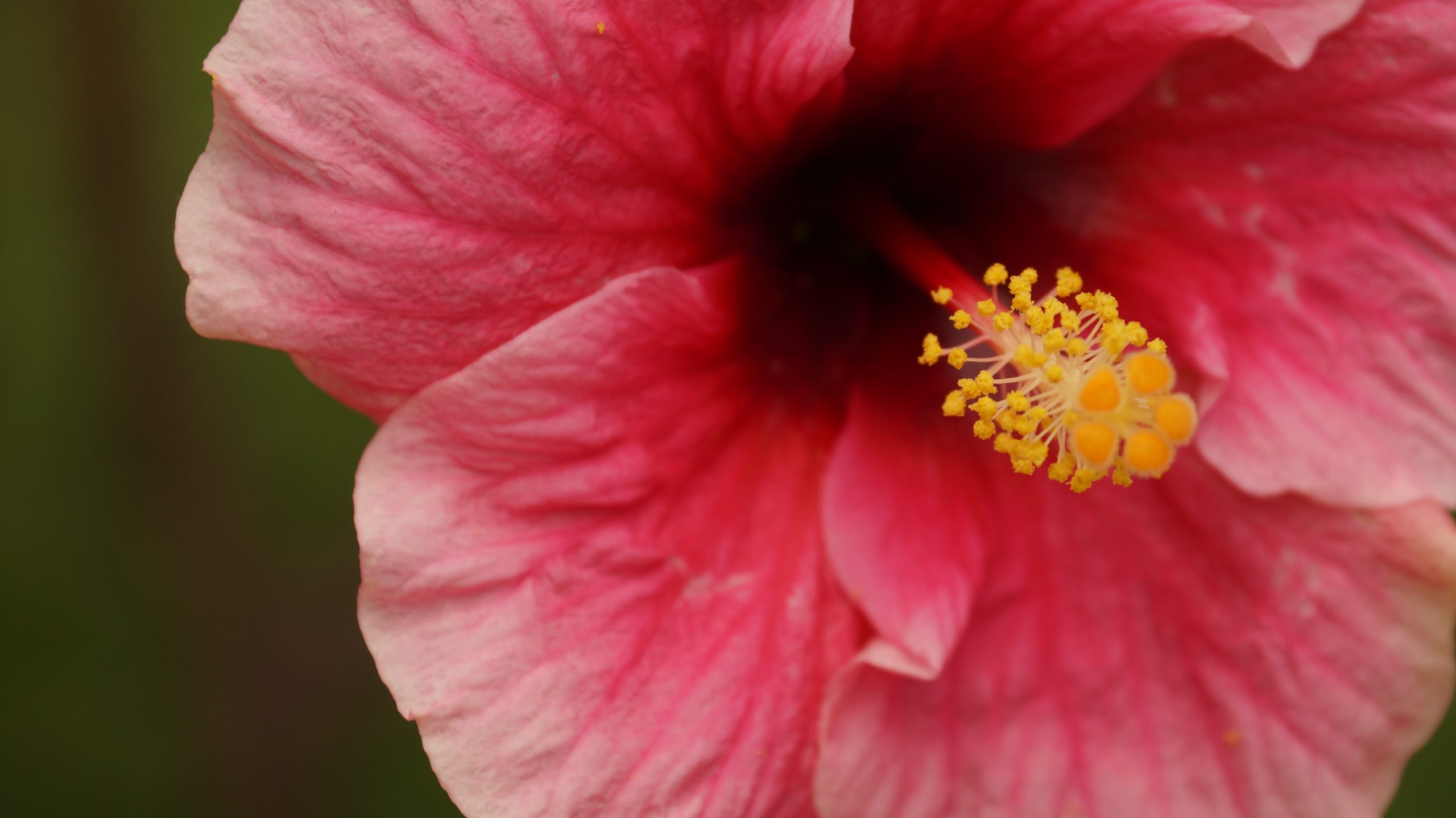 Pistil of Hibiscus Flower