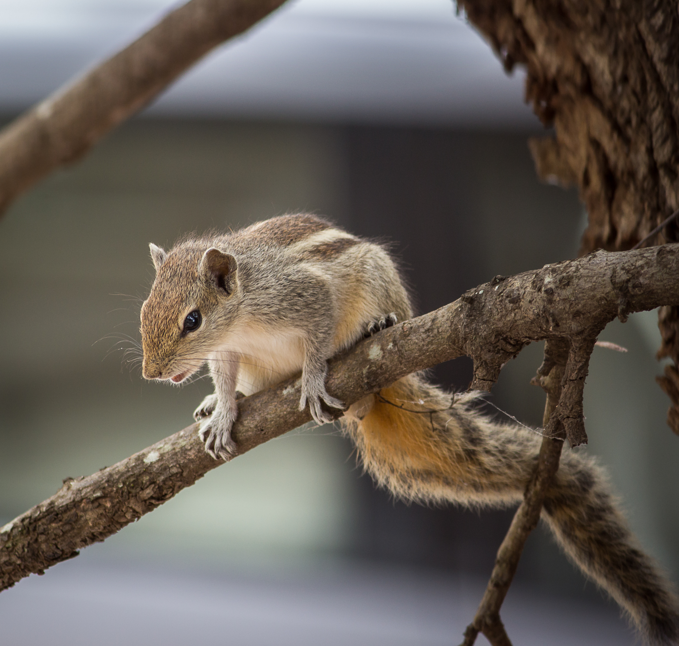 Squirrel on tree