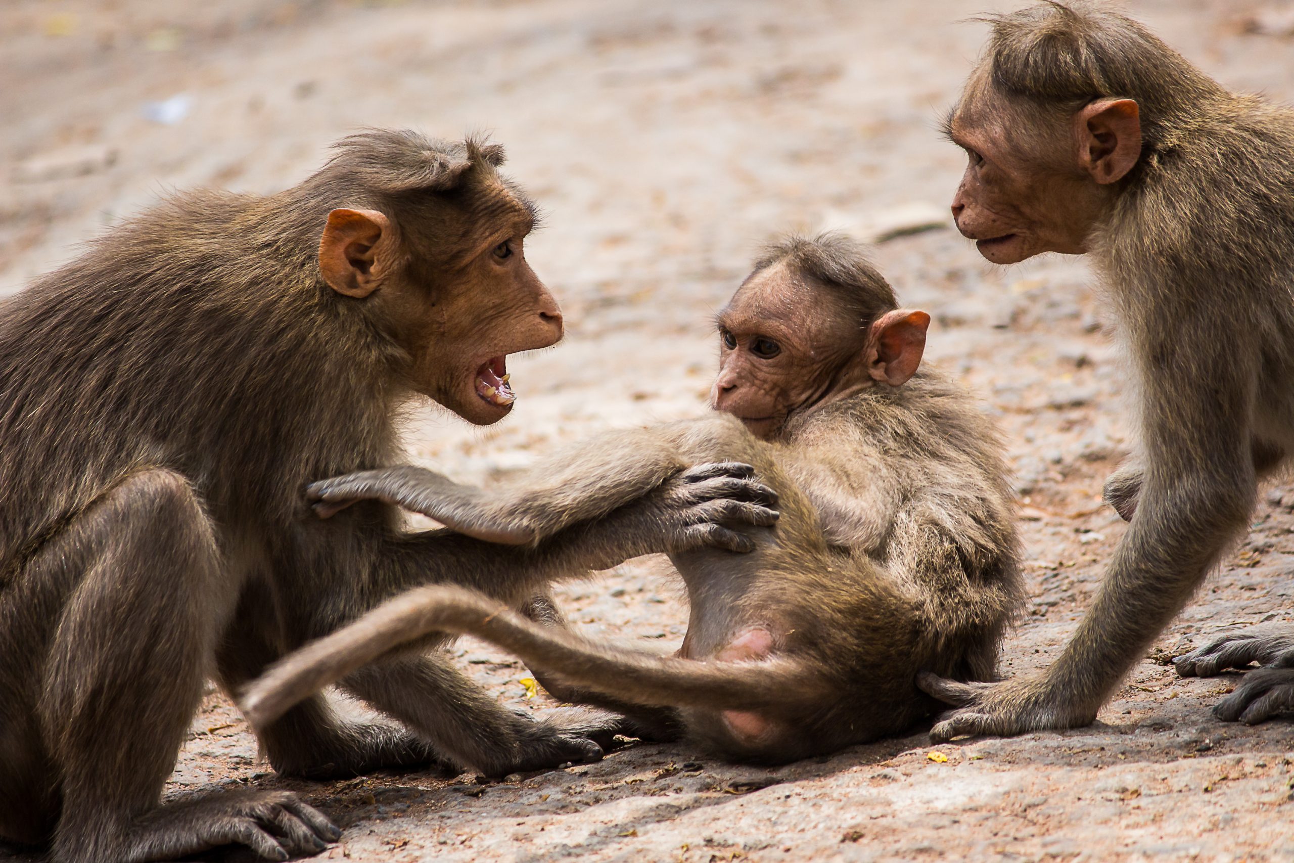 Landscape of group of monkeys