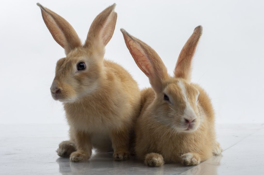 Два кролика. Pregnant Rabbit.