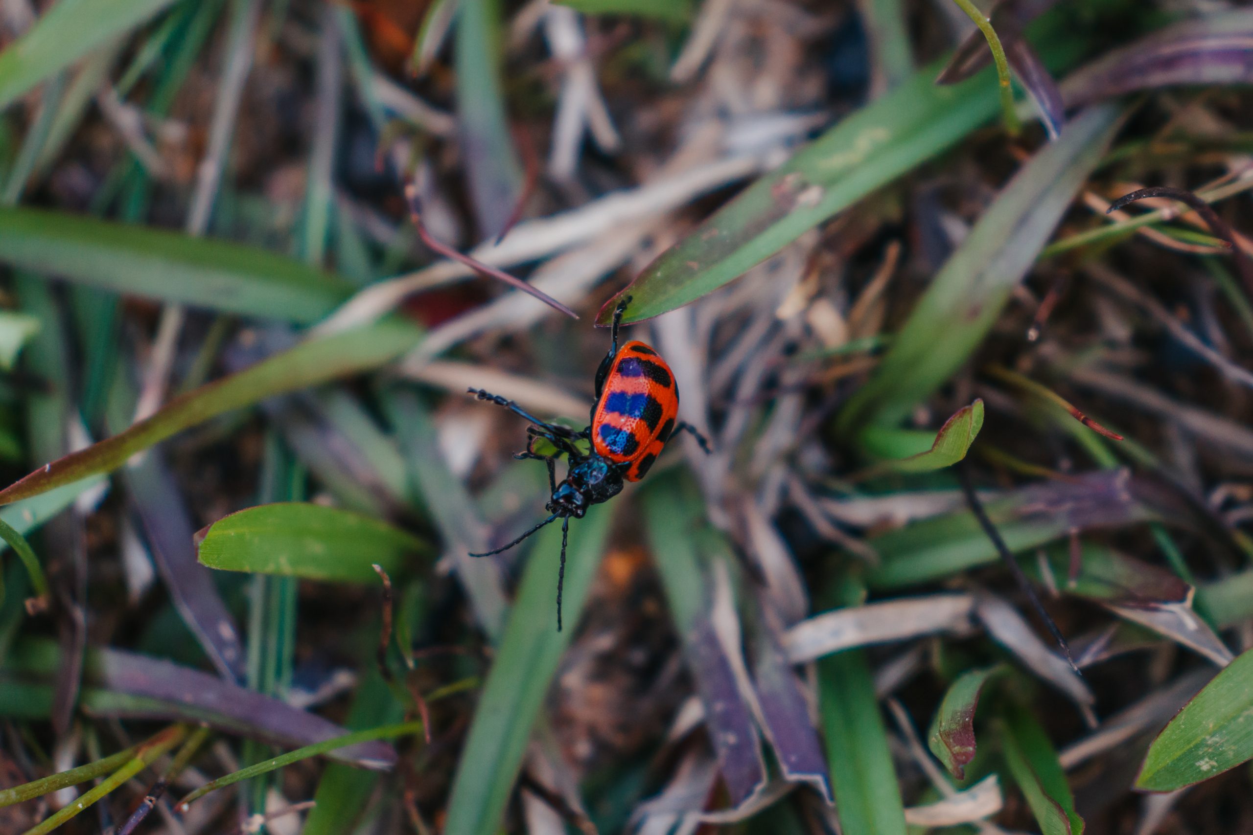 Red bug on plant