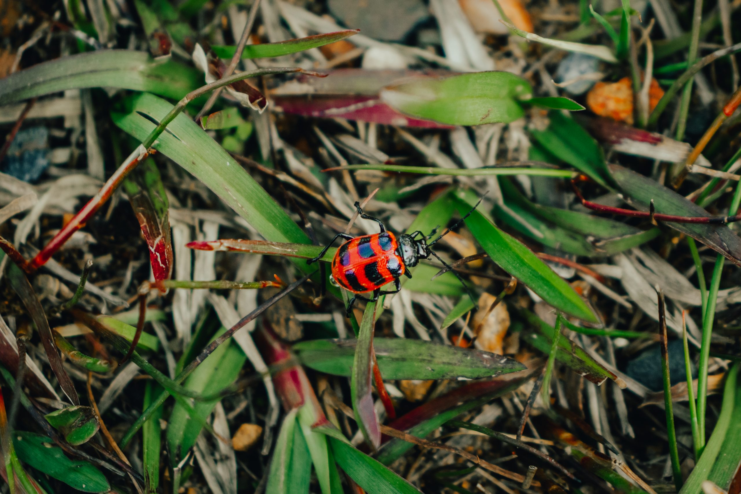 Red bug on the grass
