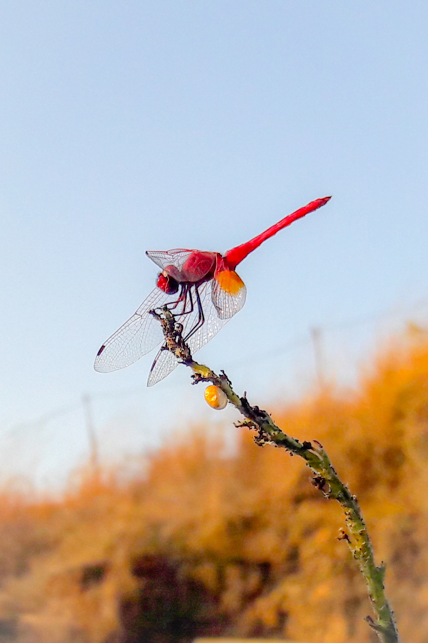Red dragonfly on plant stem