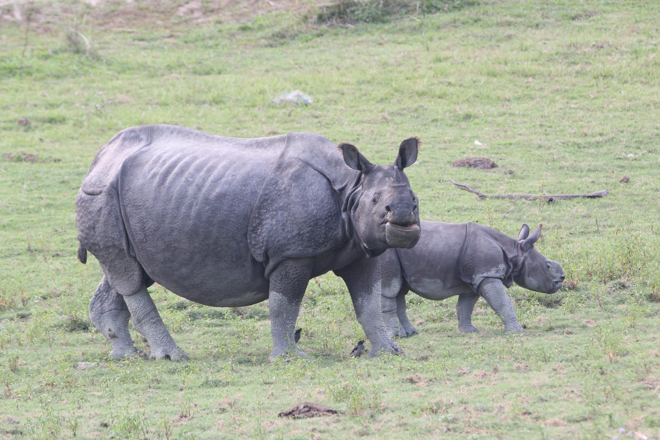Rhinoceros in a jungle