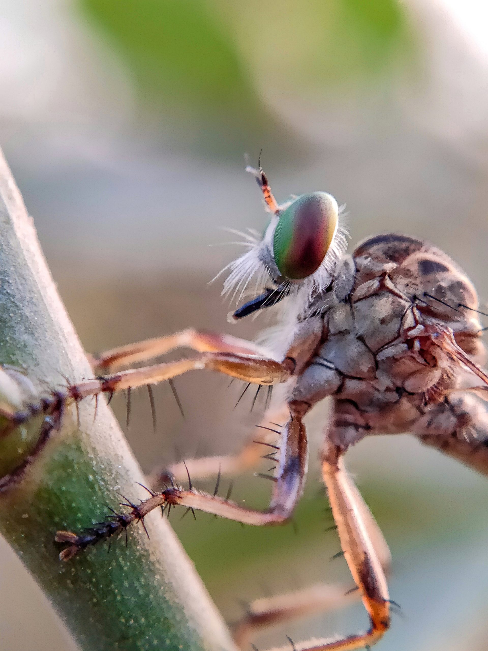 Robber fly on the plant stem