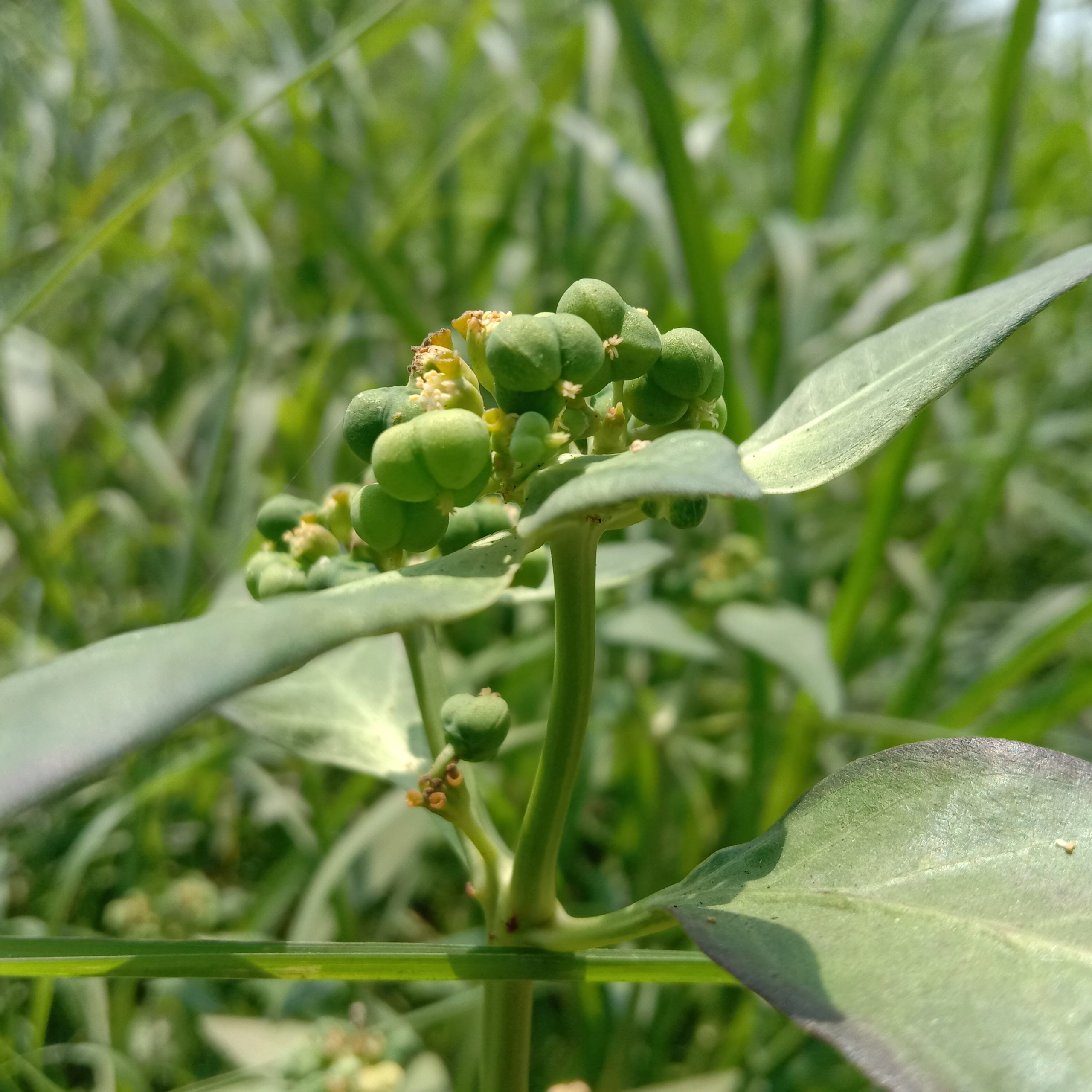 Seed buds of a plant