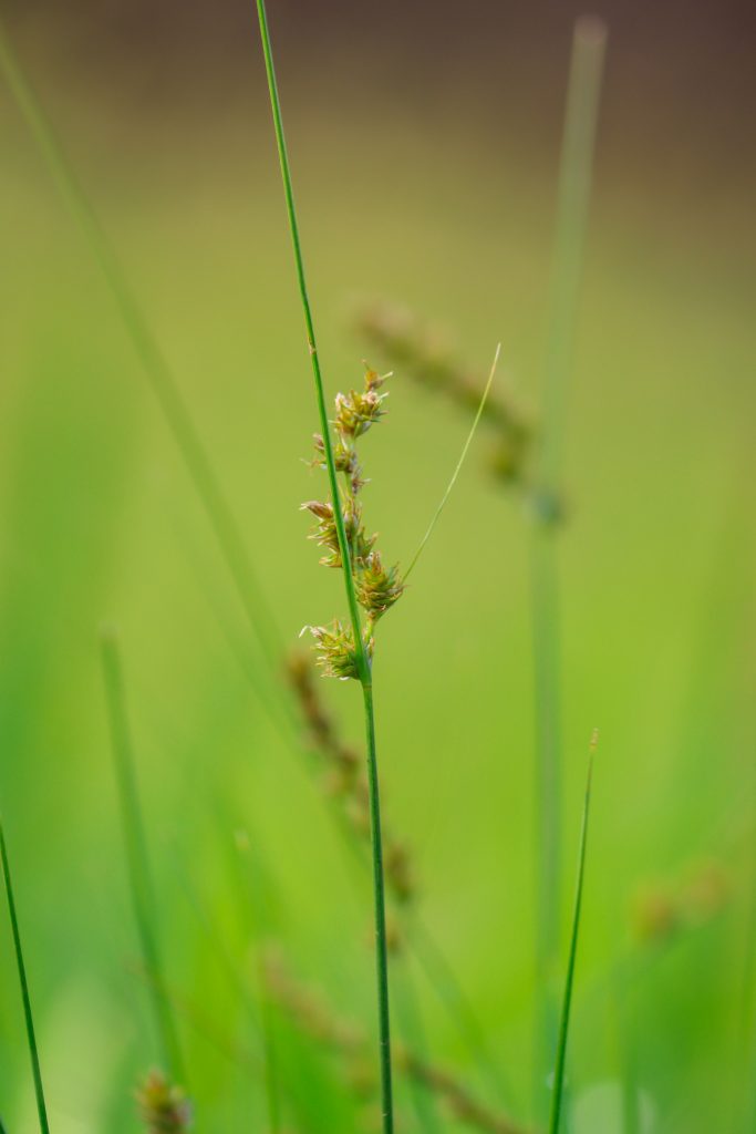Seeds of a grass straw PixaHive