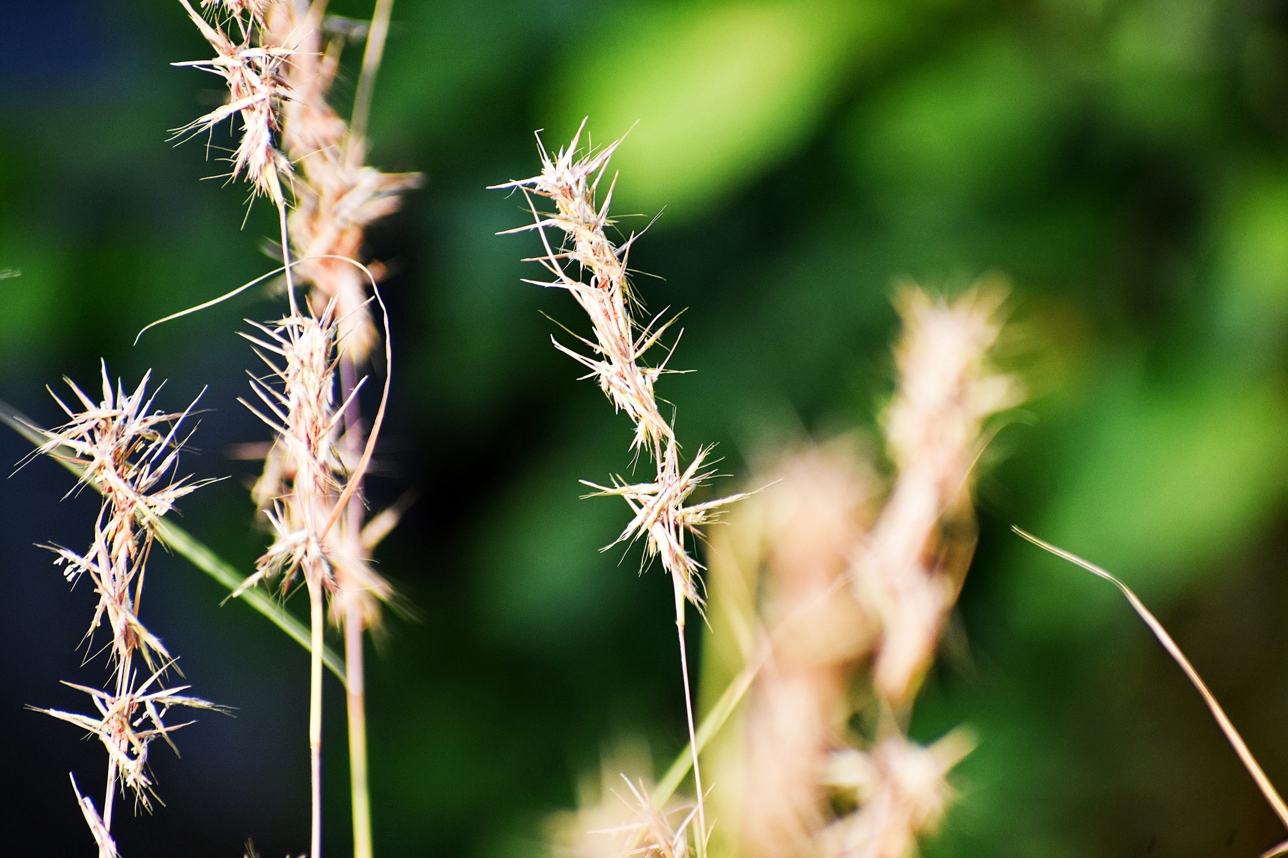 Seeds of grass