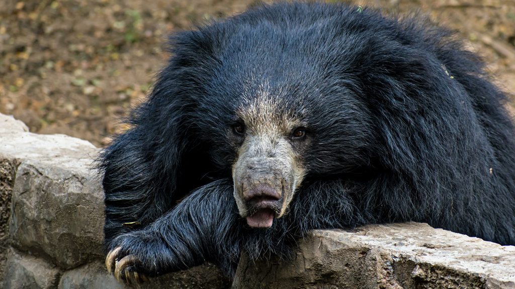 Sloth bear - PixaHive