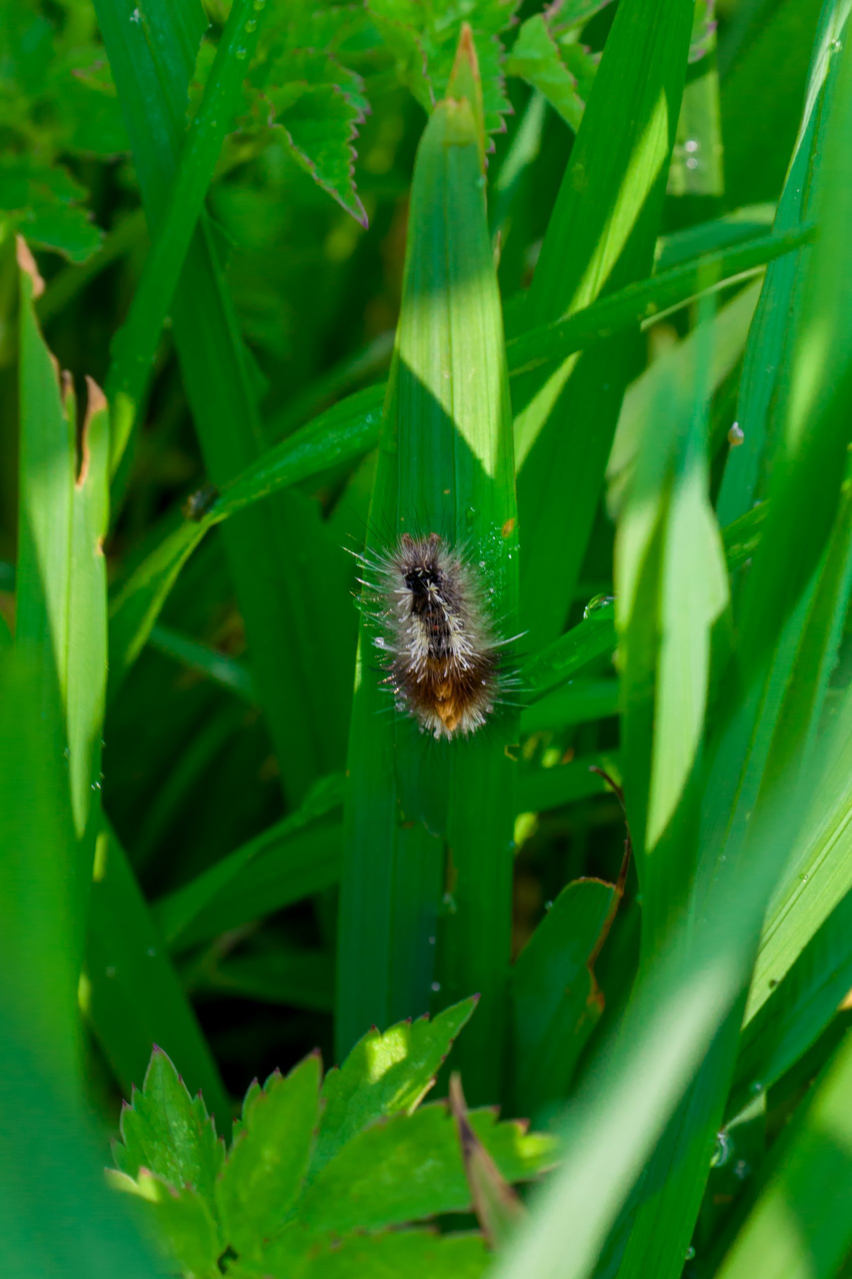 Small caterpillar on grass leaves