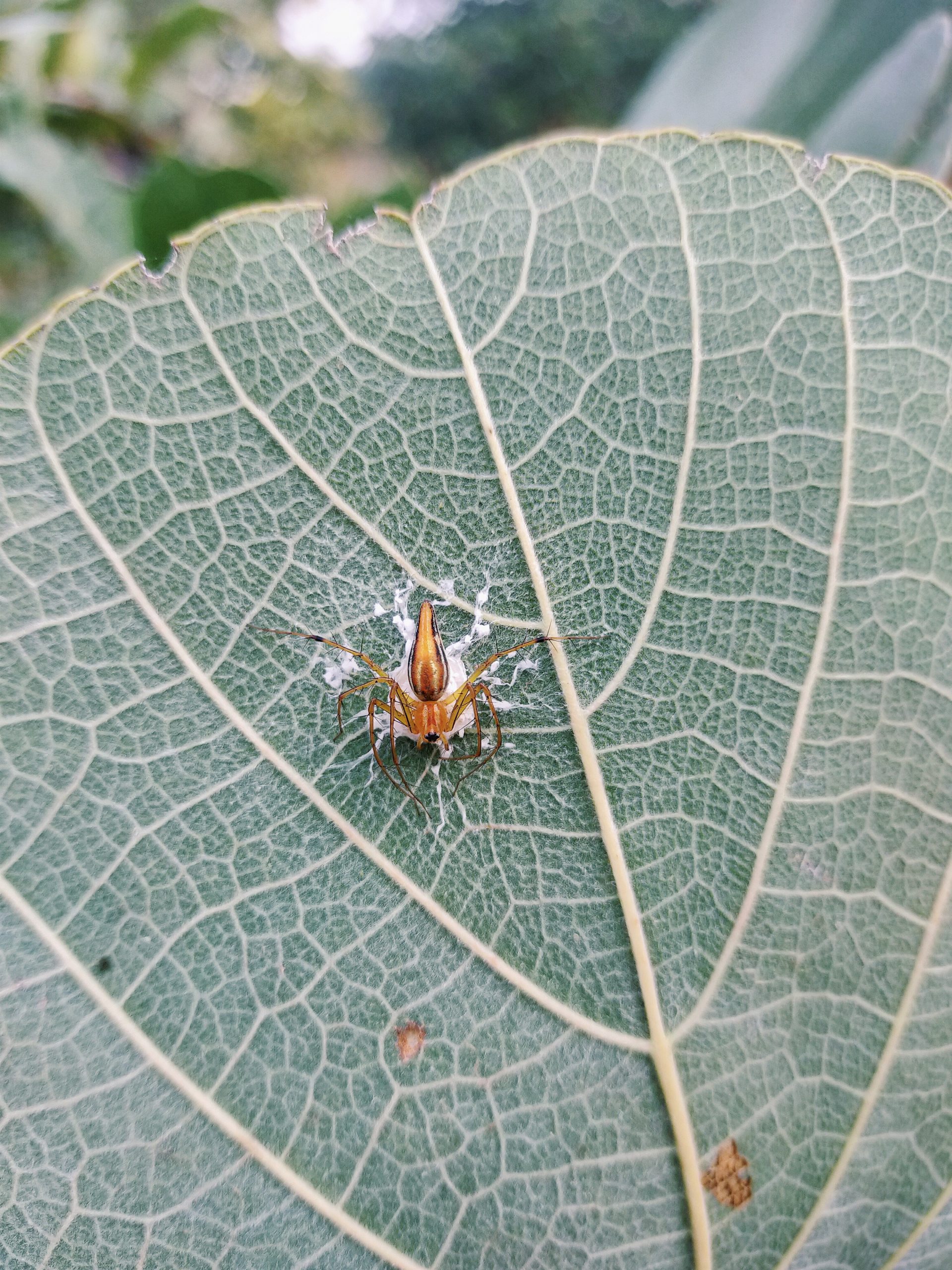 Spider on leaf