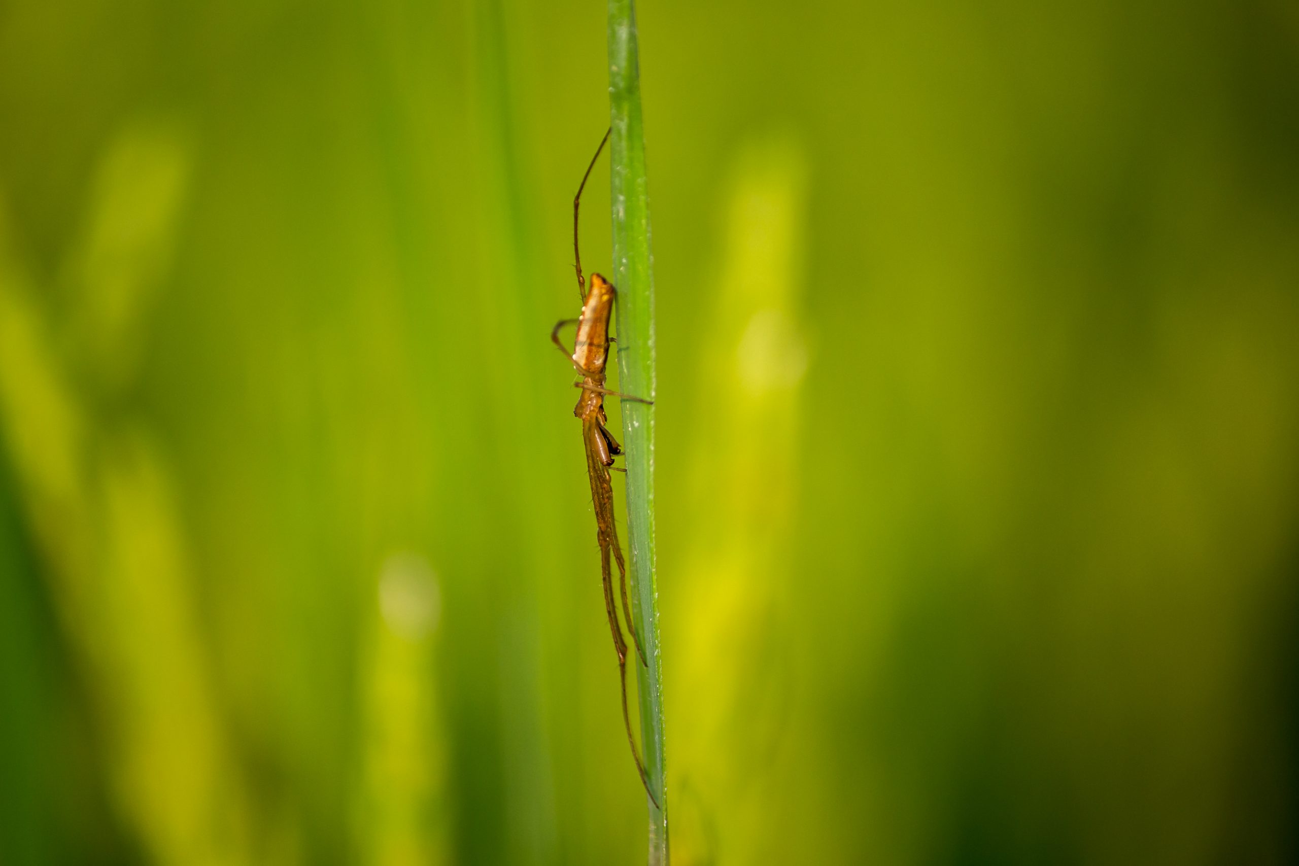 An insect on a plant stem