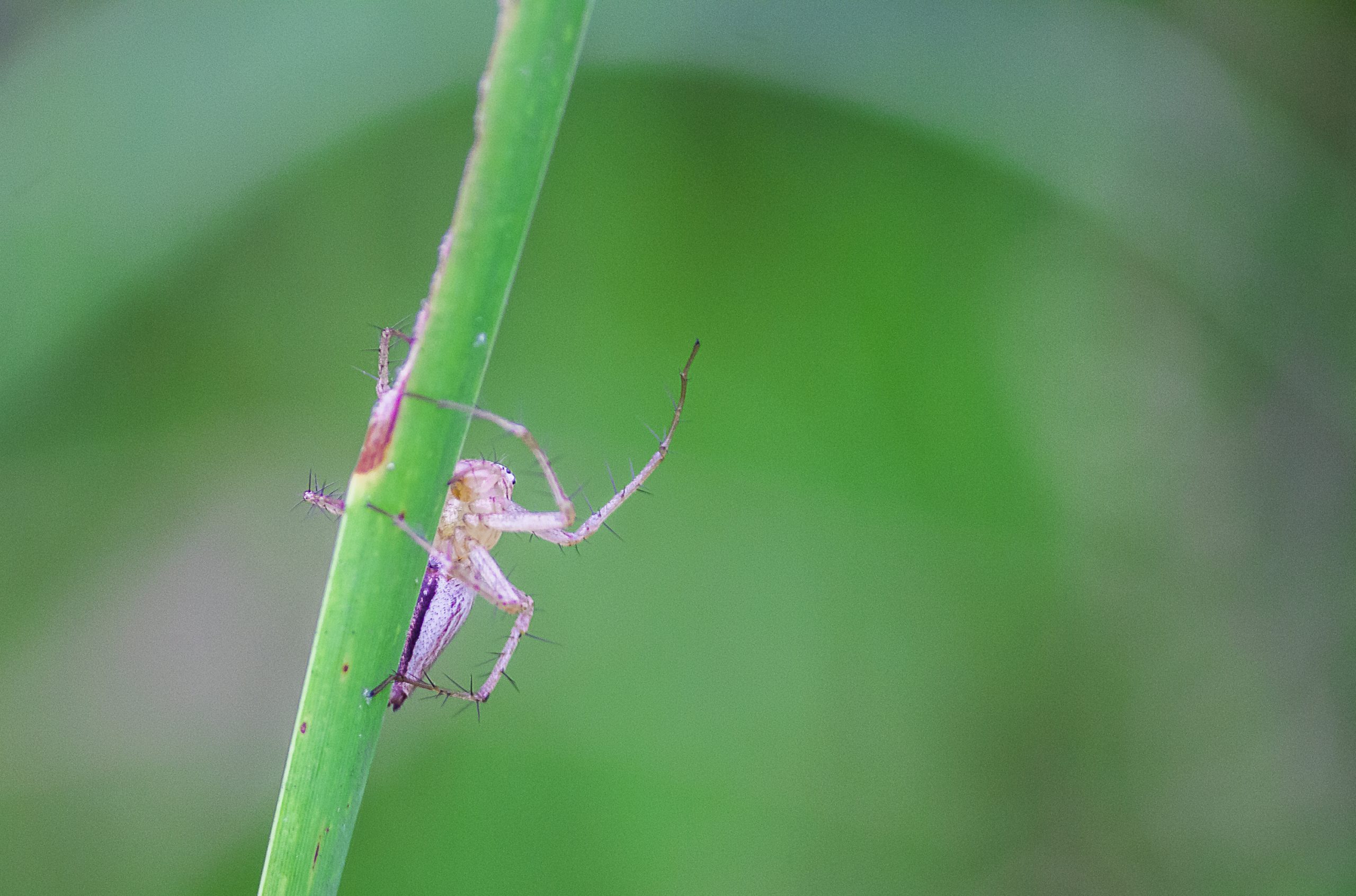 Spider sitting on a Plant Stem