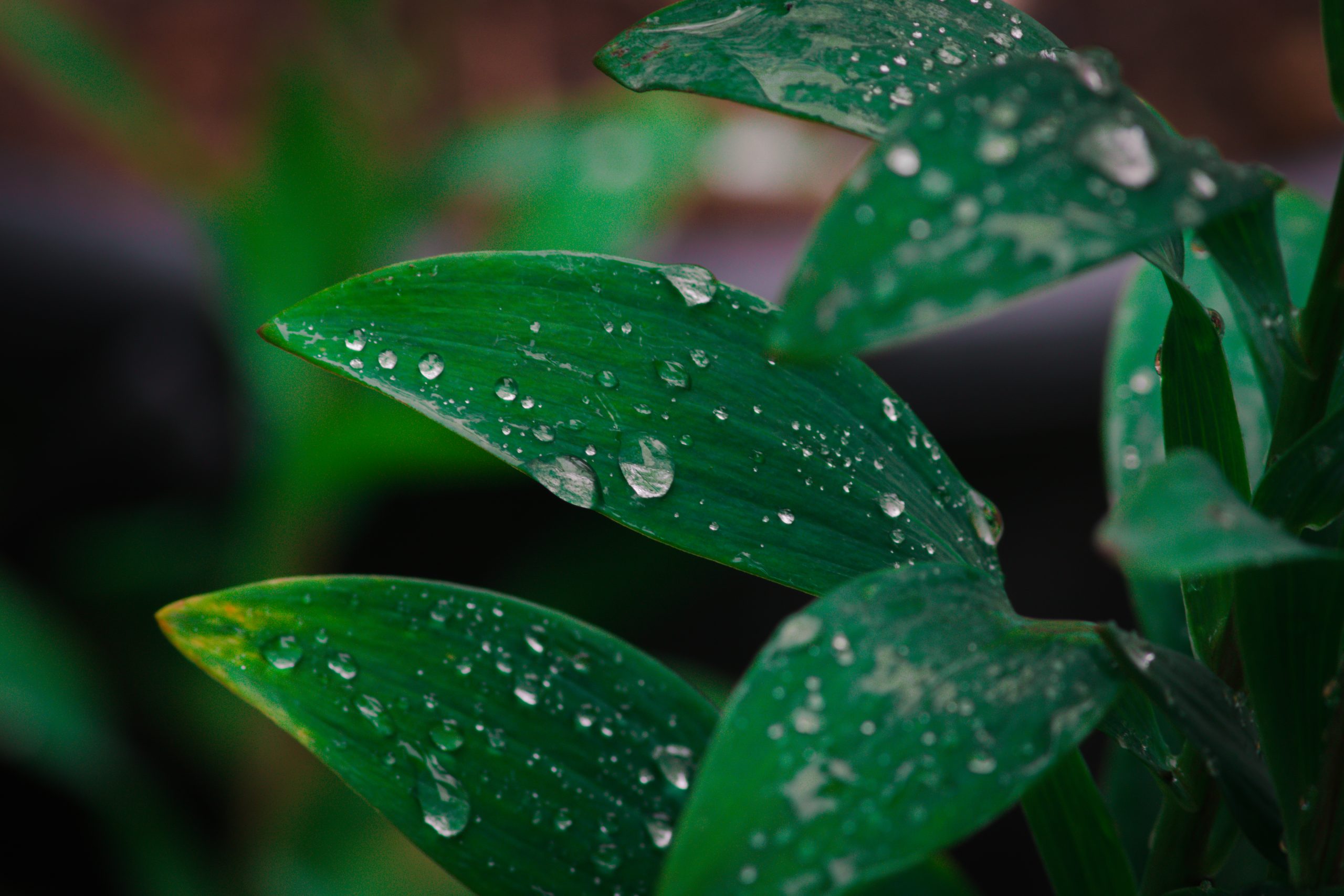 Drops on leaves