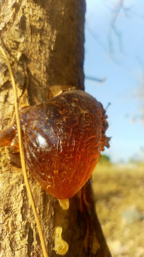 Sticky substance on plant stem Free Image by Zoologist diz on