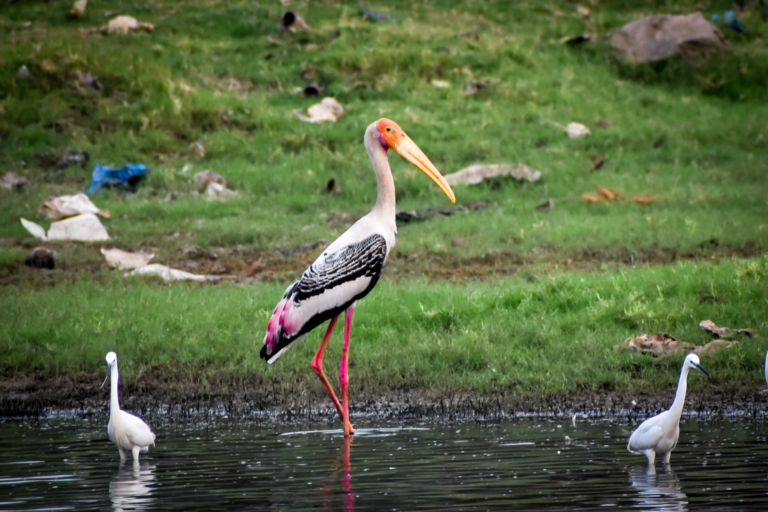 Stork birds in a water resource