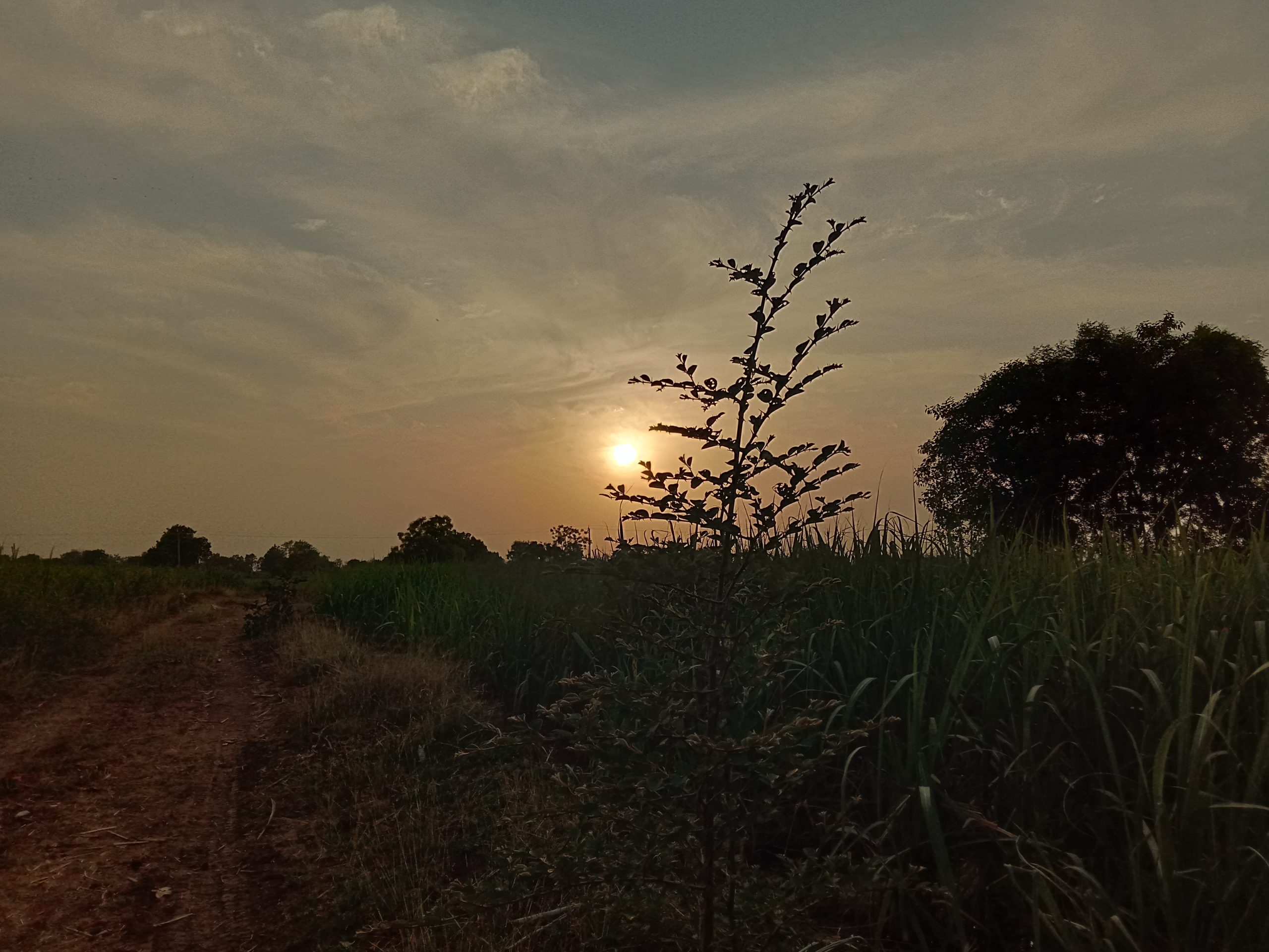 Sunset silhouette