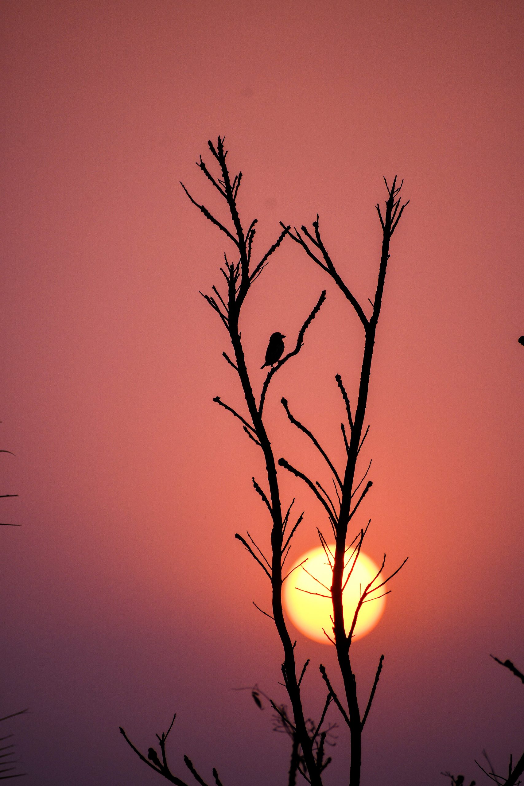 Sunset through a plant