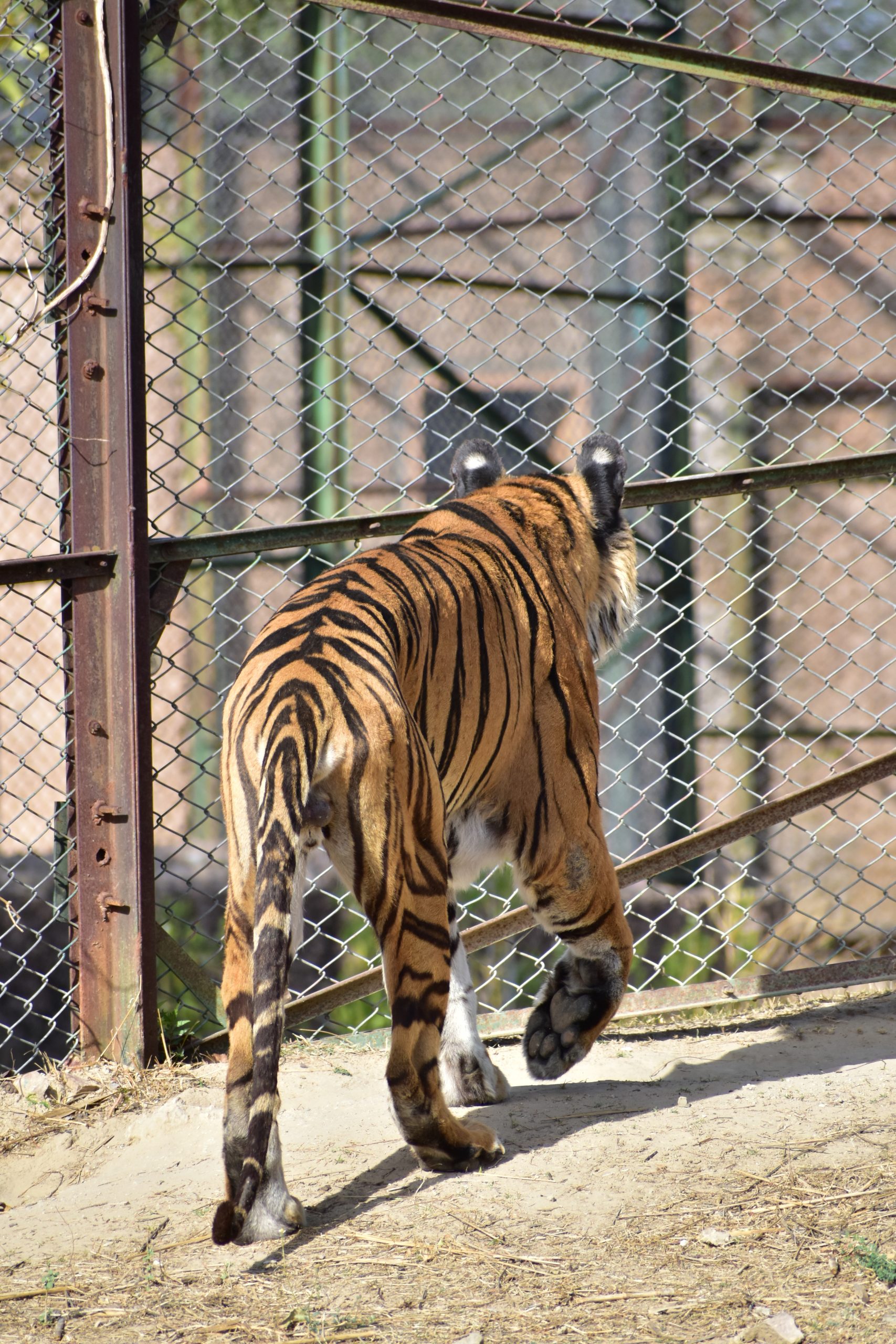 Tiger in the cage
