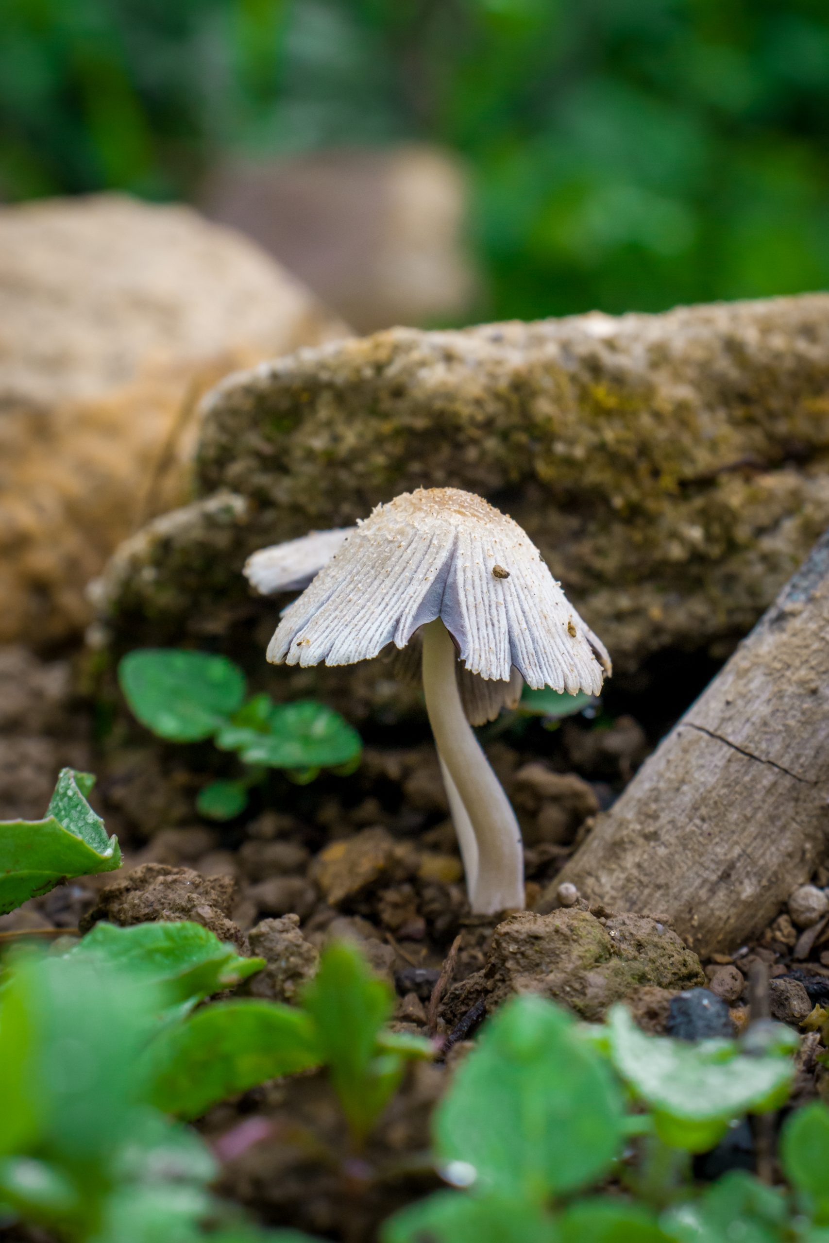 Tiny Mushroom plant