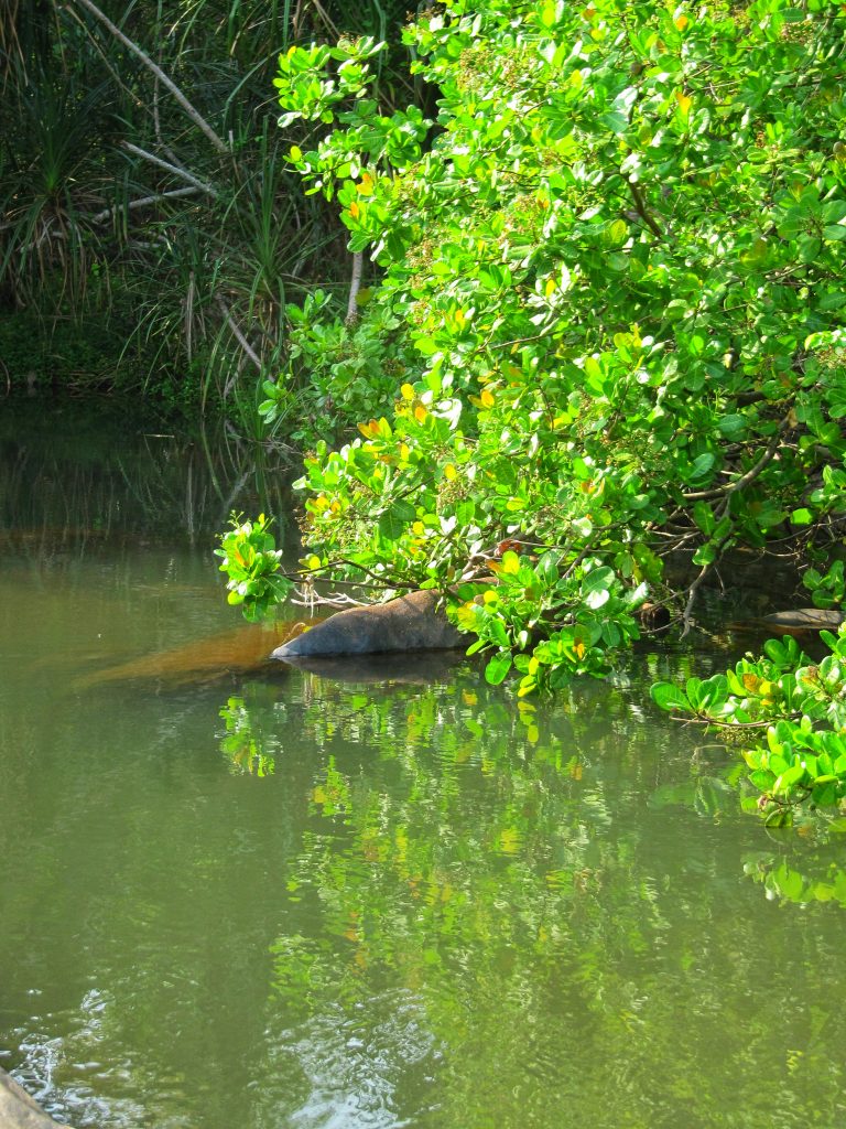 Plants near a water resource PixaHive