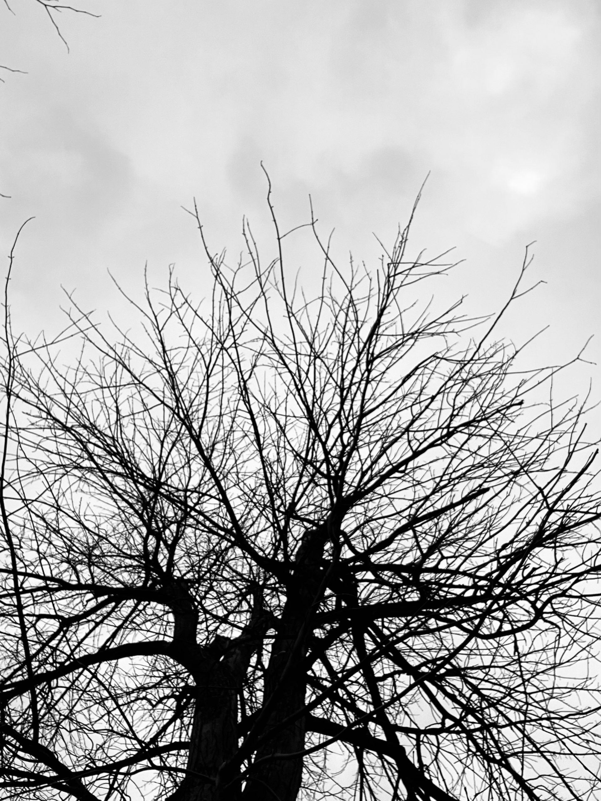 Tree without leaves under sky