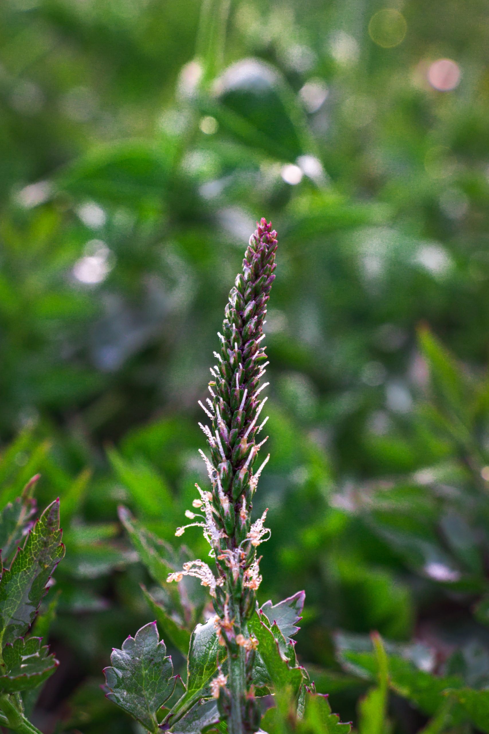 plant in the farm