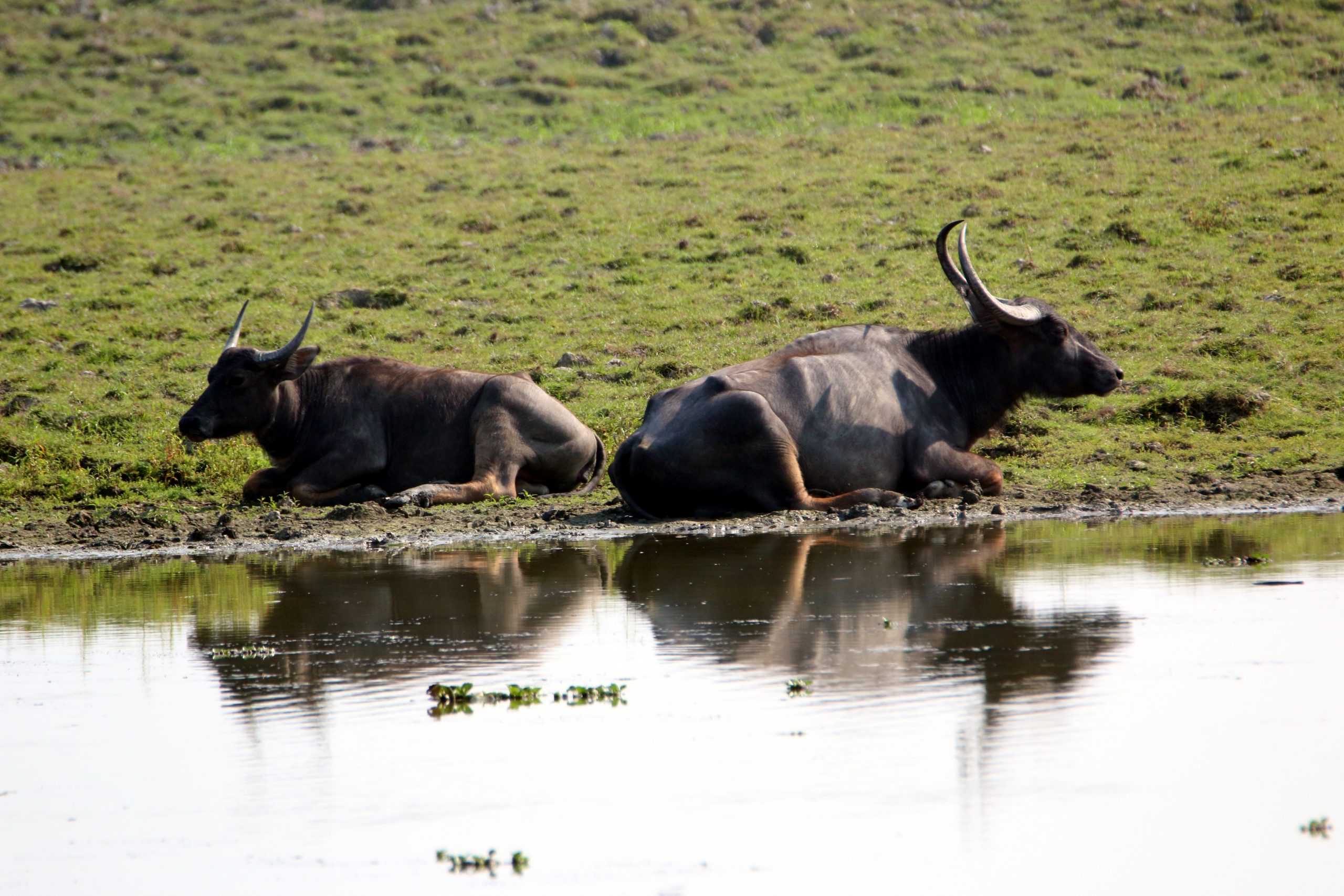 Wild buffalo at a river bank