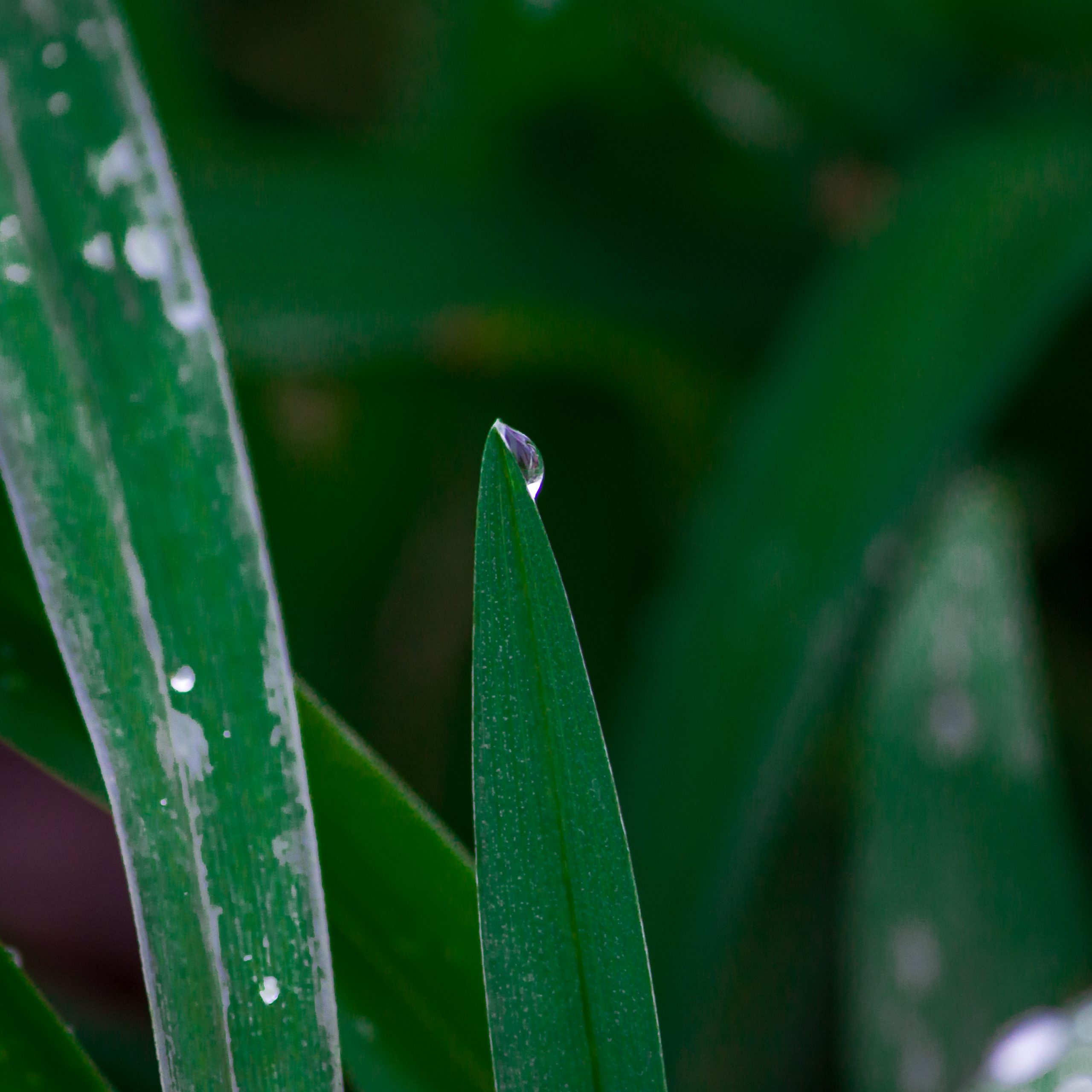 Water drop on the spiky leaf