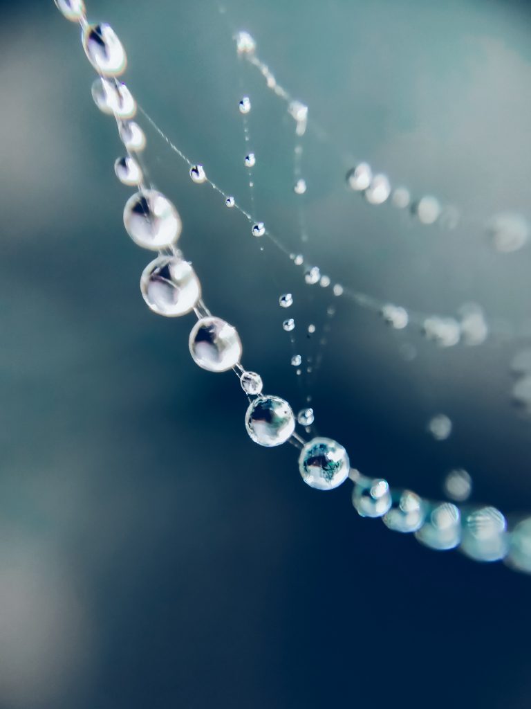 Water Droplets On Spider Web - Pixahive