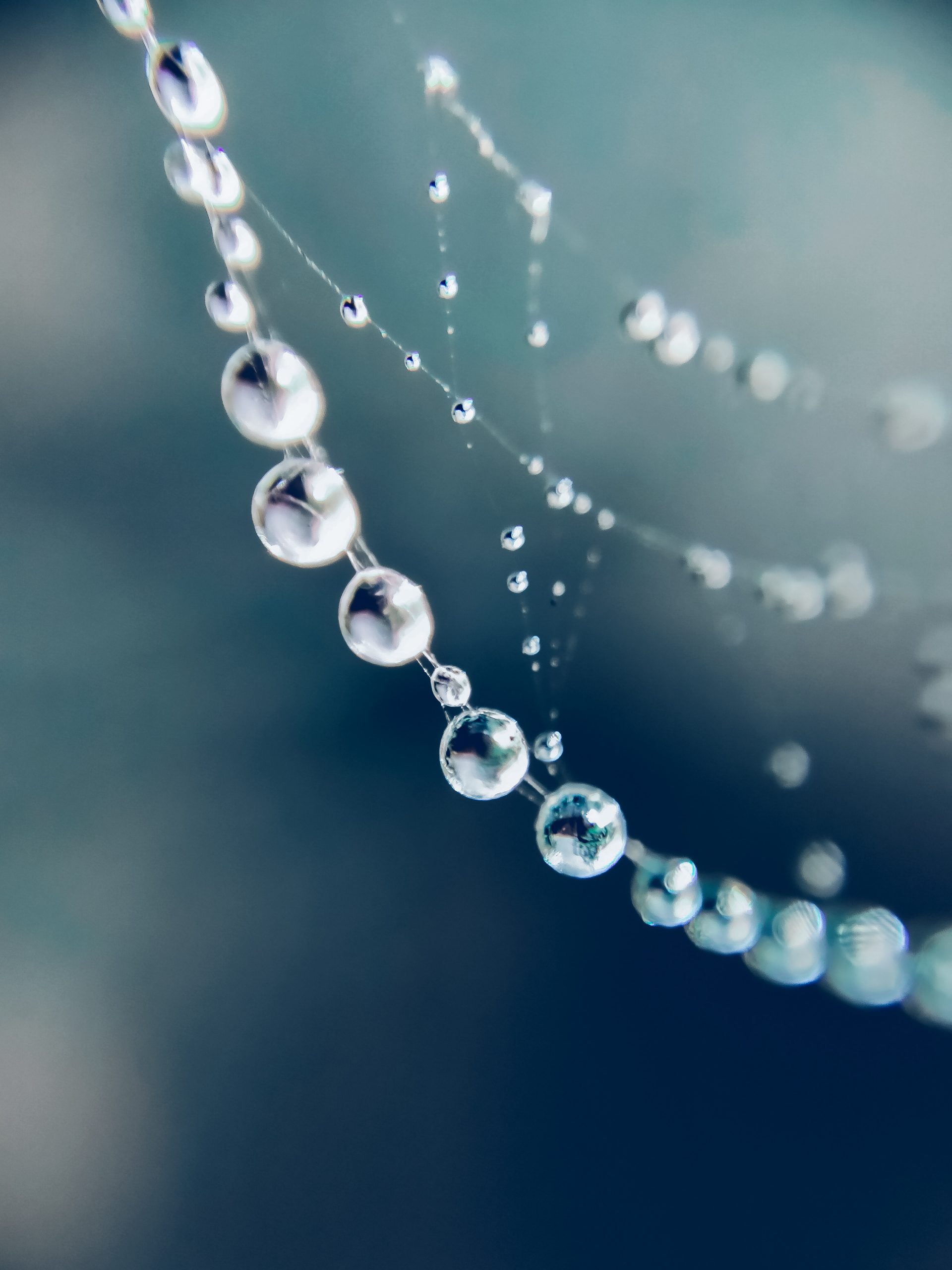 Water droplets on spider web
