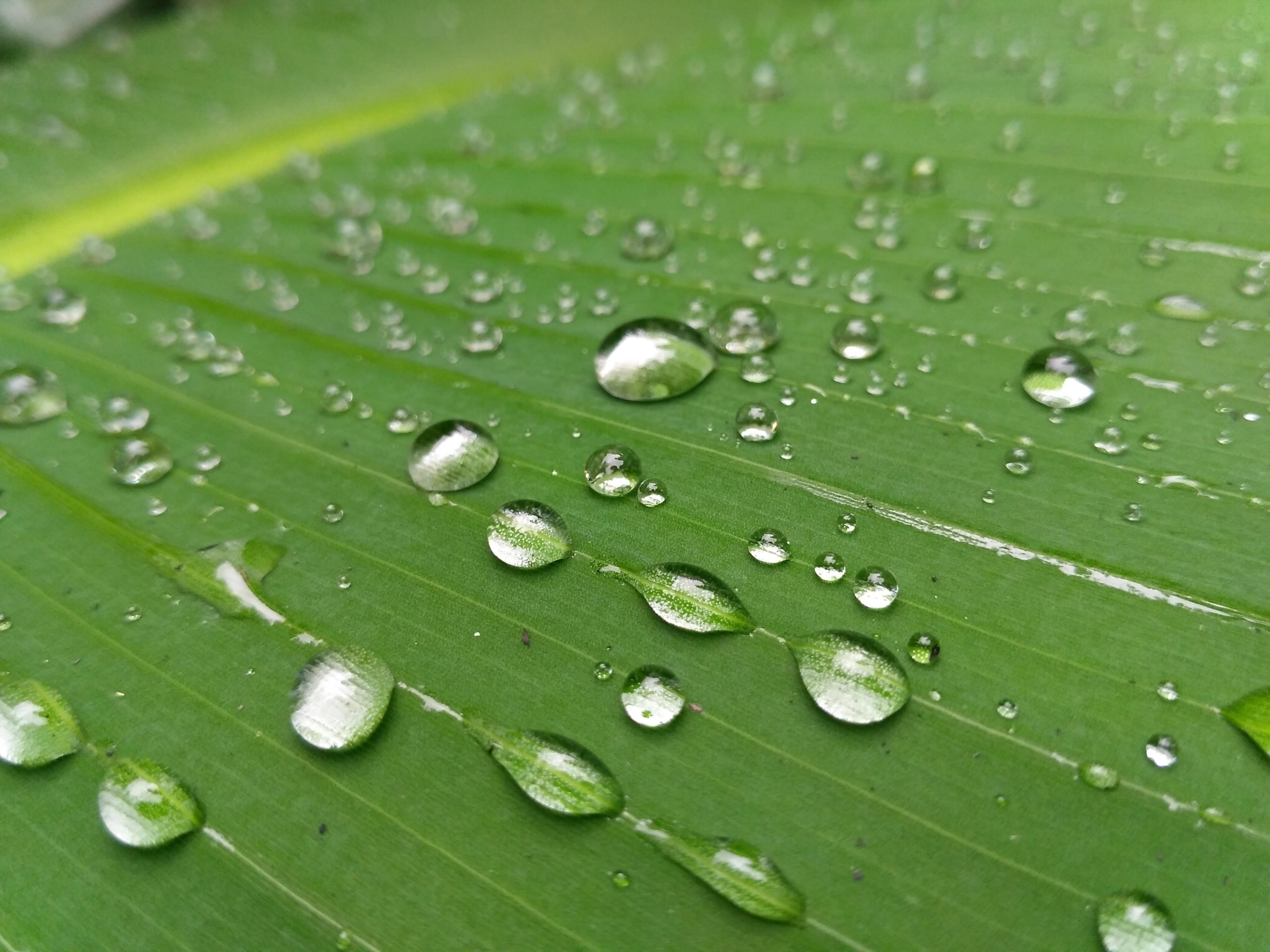 Water drops on a banana leaf